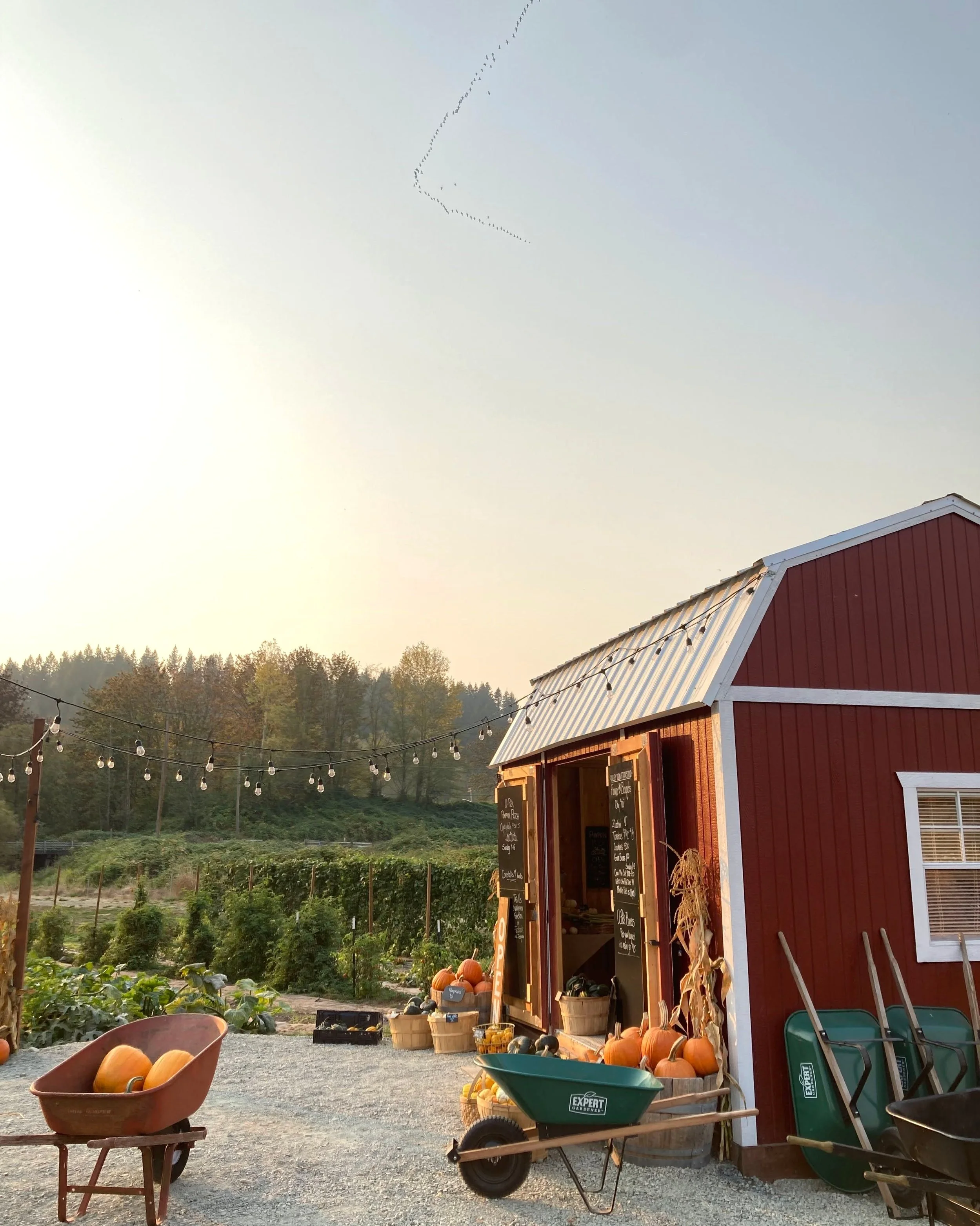 Valley View Farm Stand valley-view-farm-stand