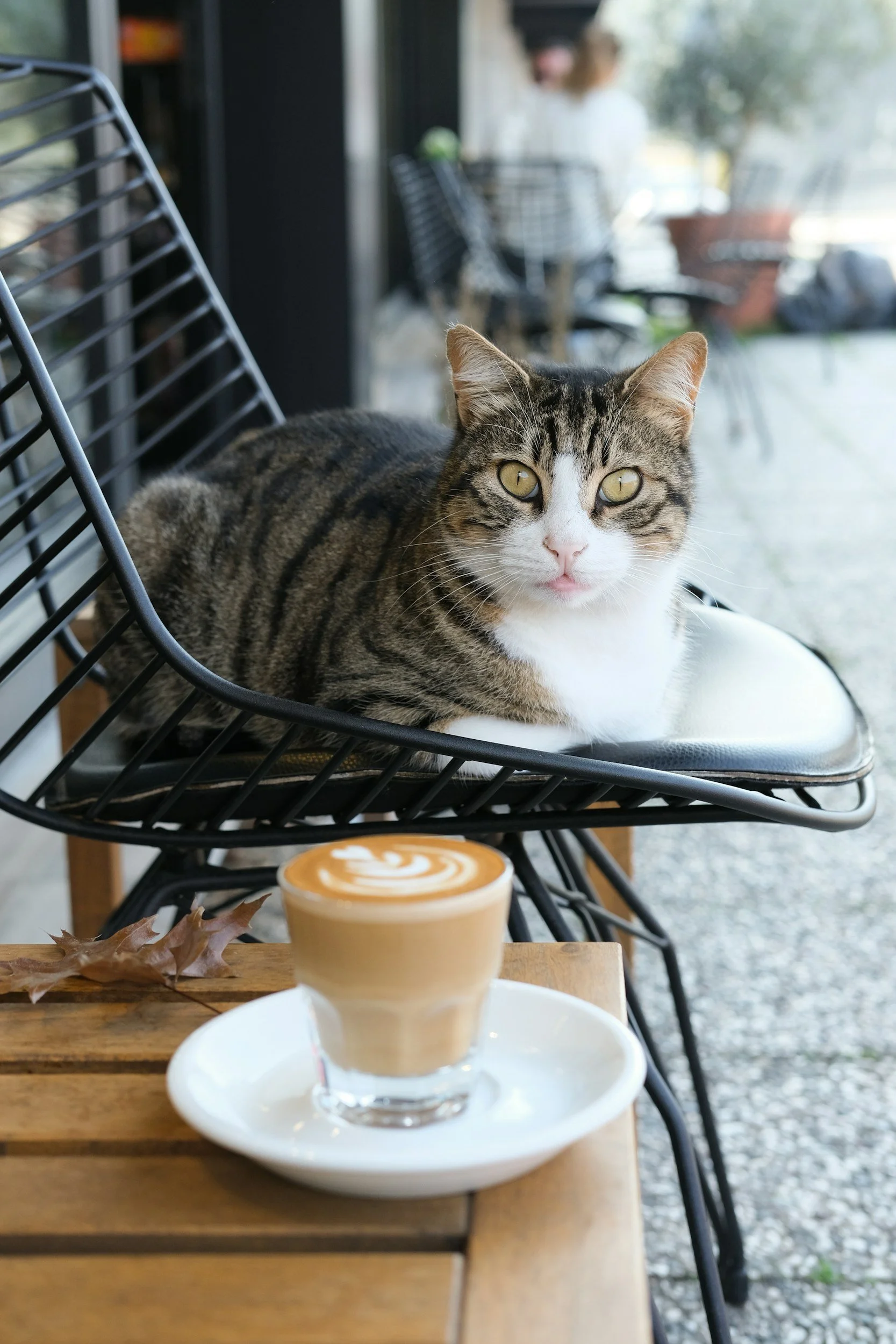 Cats & Coffee Adoption Event