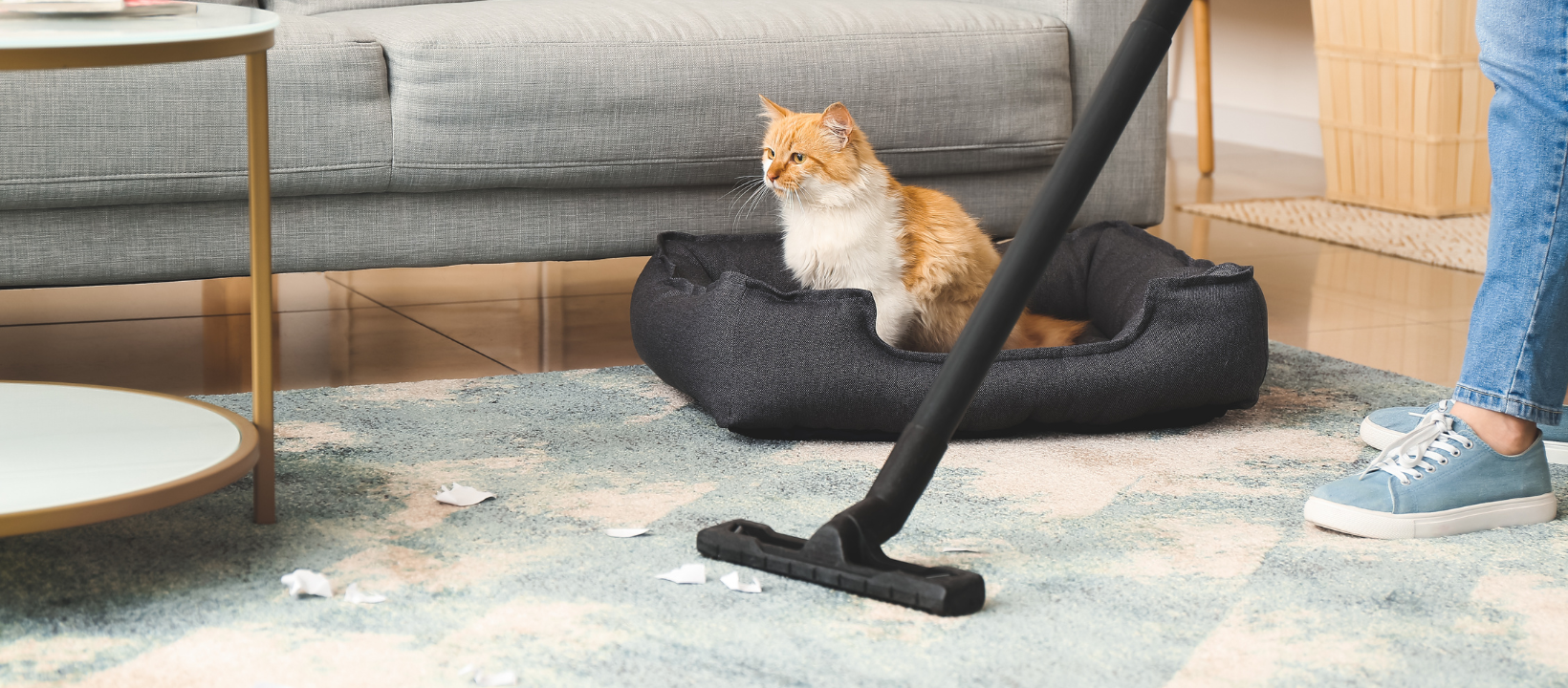 carpet cleaning.png