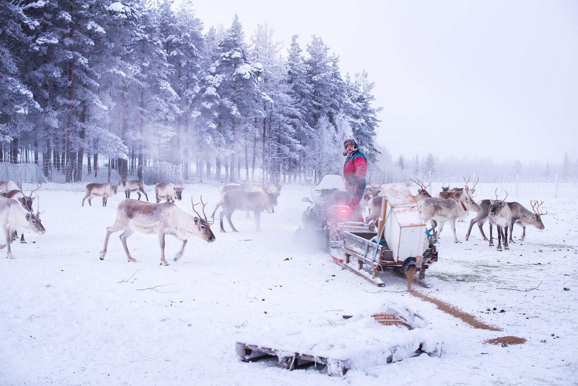 Nina_Kostamo_From_Polar_Night_10.jpg