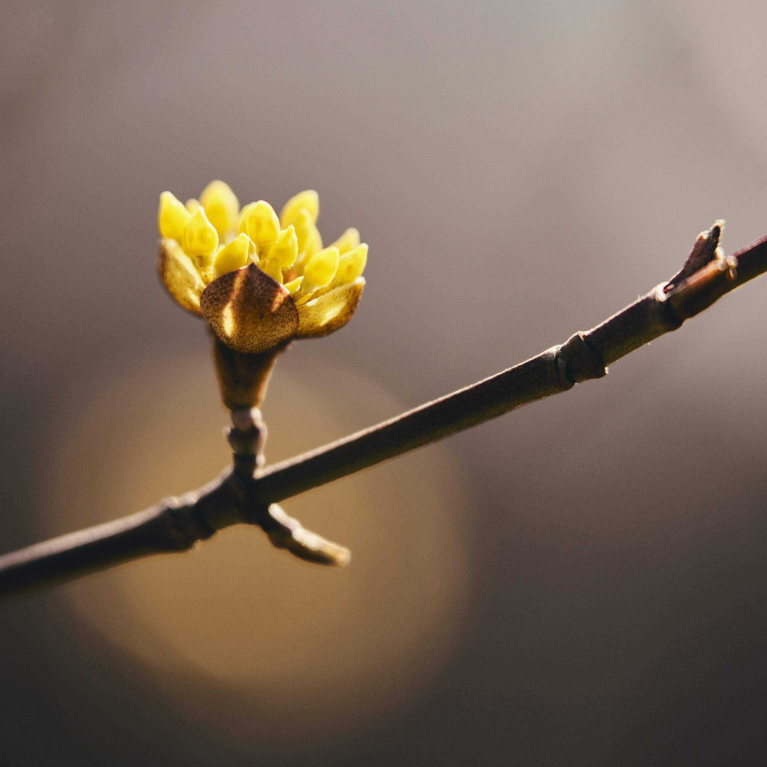 March 2—Tuesday Night Live group hosting
