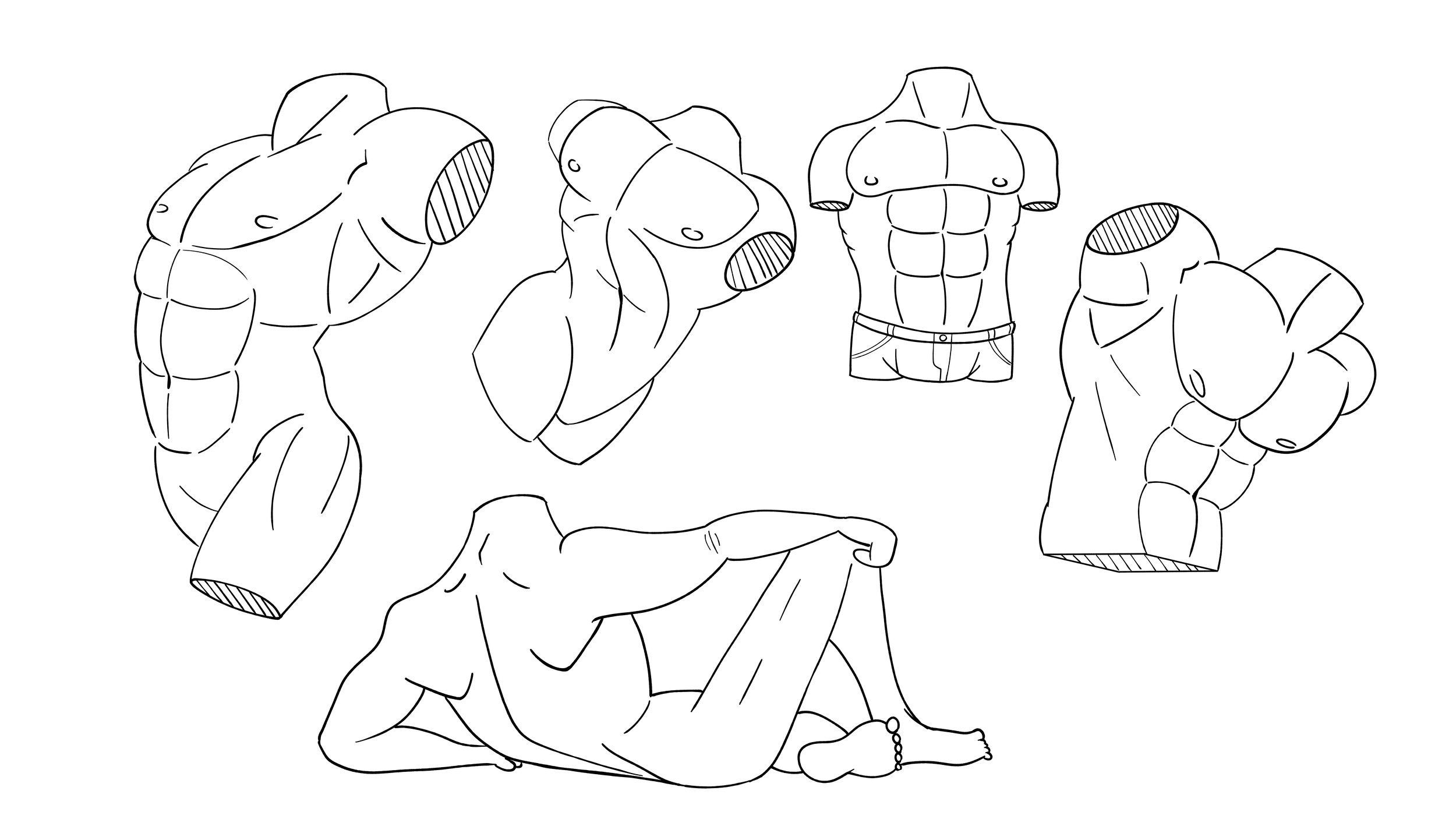 5-Muscle-Studies.png