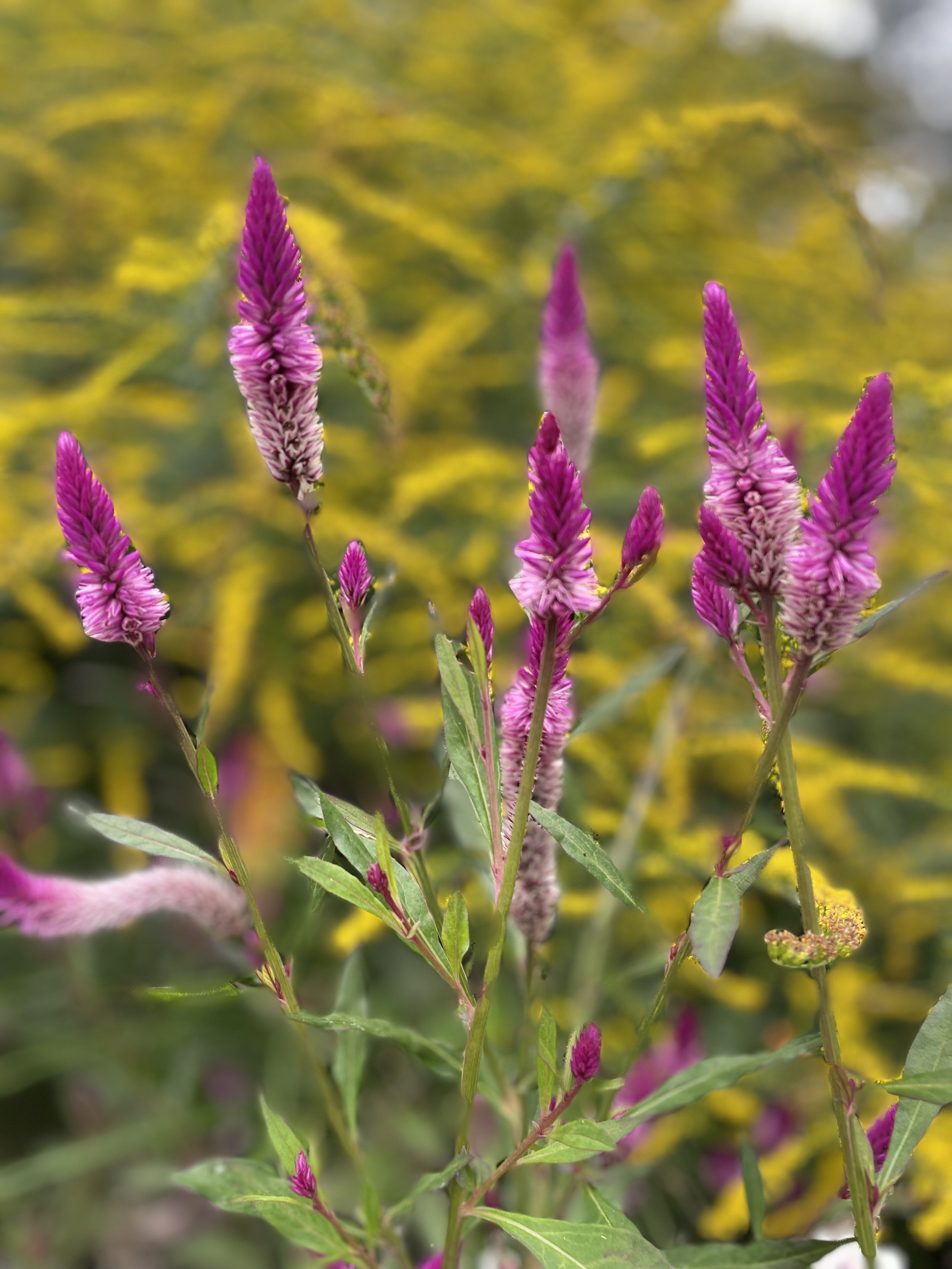 A backdrop of Goldenrod sets the stage for these babies to really pop.  Yellow flowers are great companions - they always have a way of making those around them shine a little brighter.