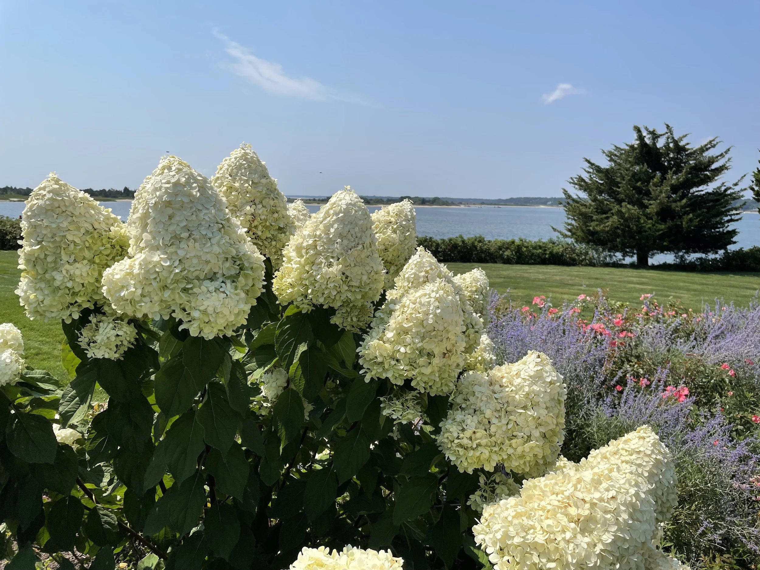 Panicle Hydrangeas.  Russian Sage. Pink Roses. Blue Ocean. Pure Heaven.