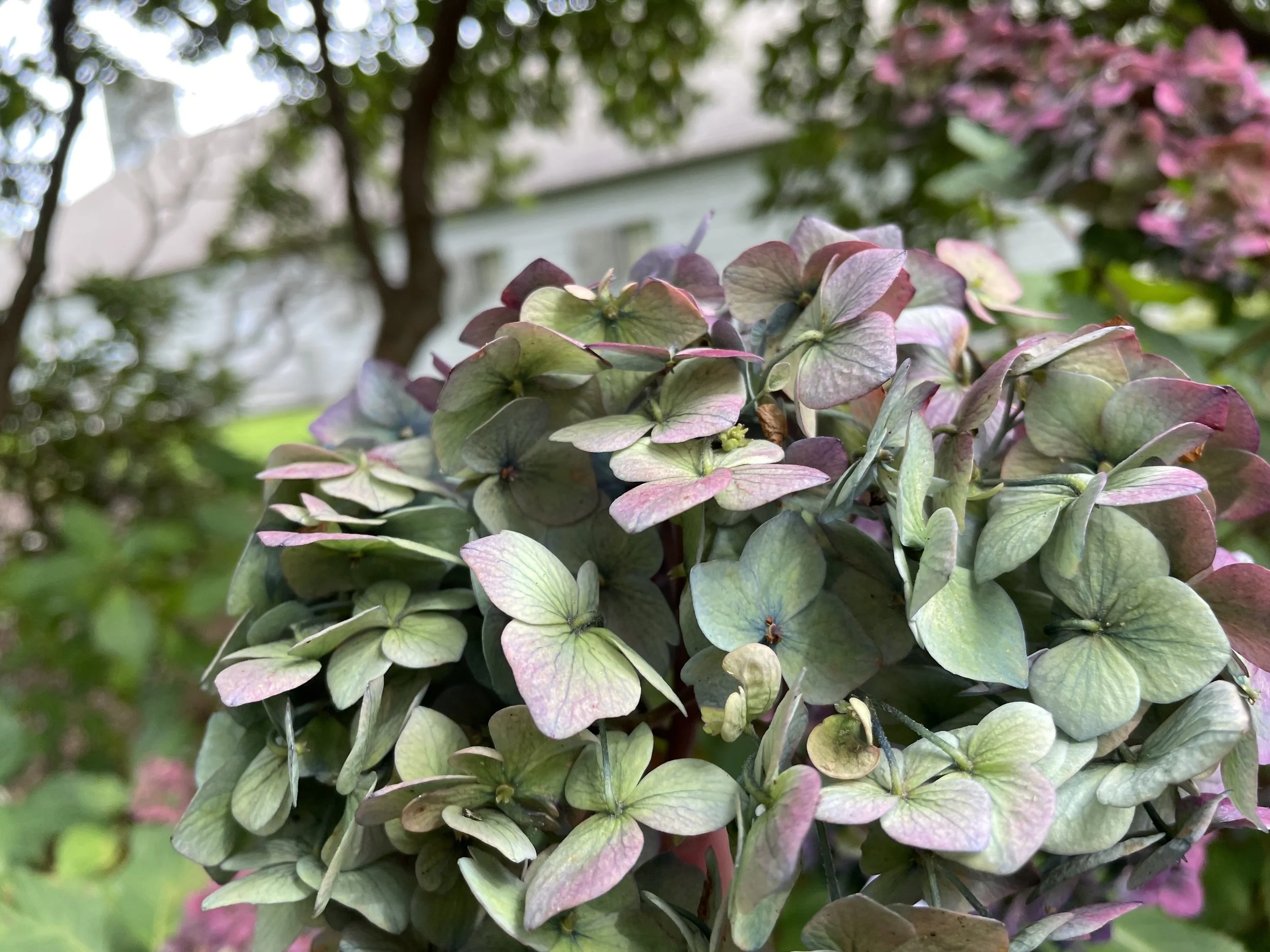 Simple, elegant beauty = The Hydrangea
