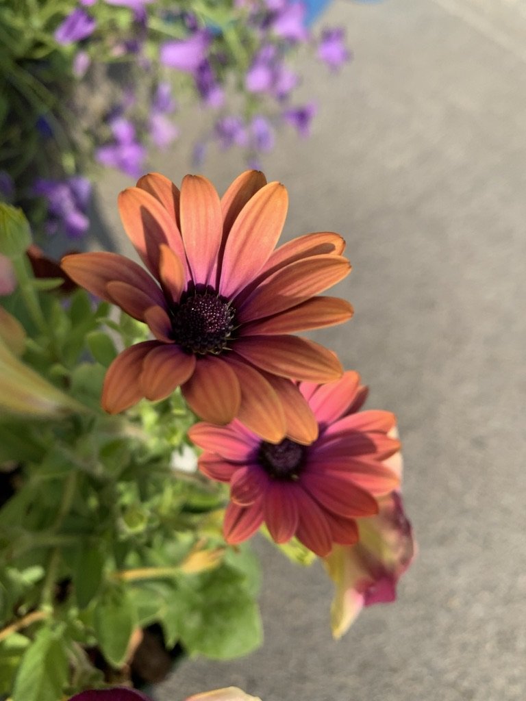 Classic Daisies in a bold new color!  Looks amazing in salsa-colored gardens.