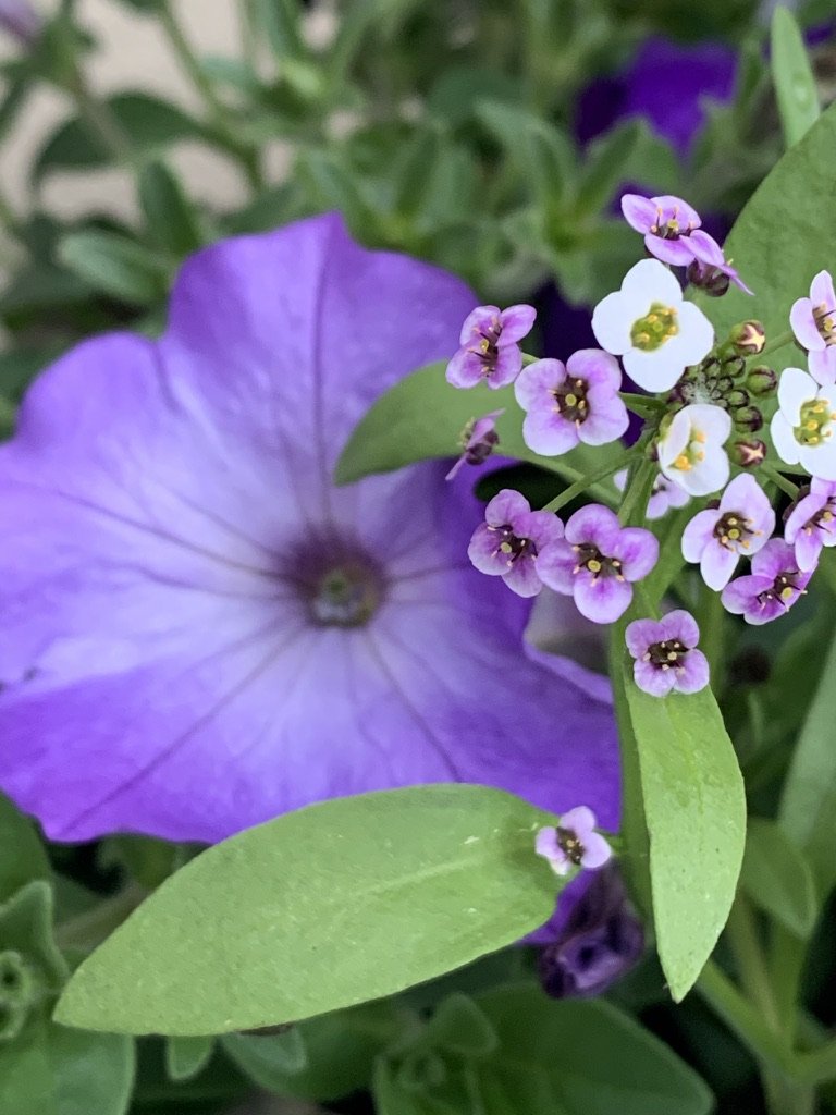 Petunias & Alyssum...two hearty and reliable annuals.  I put them in my gardens every year - they never disappoint!