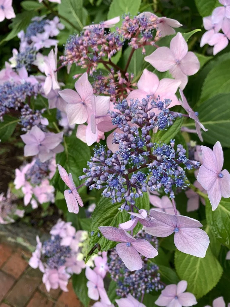 Lace Cap Hydrangea - A New England Classic.
