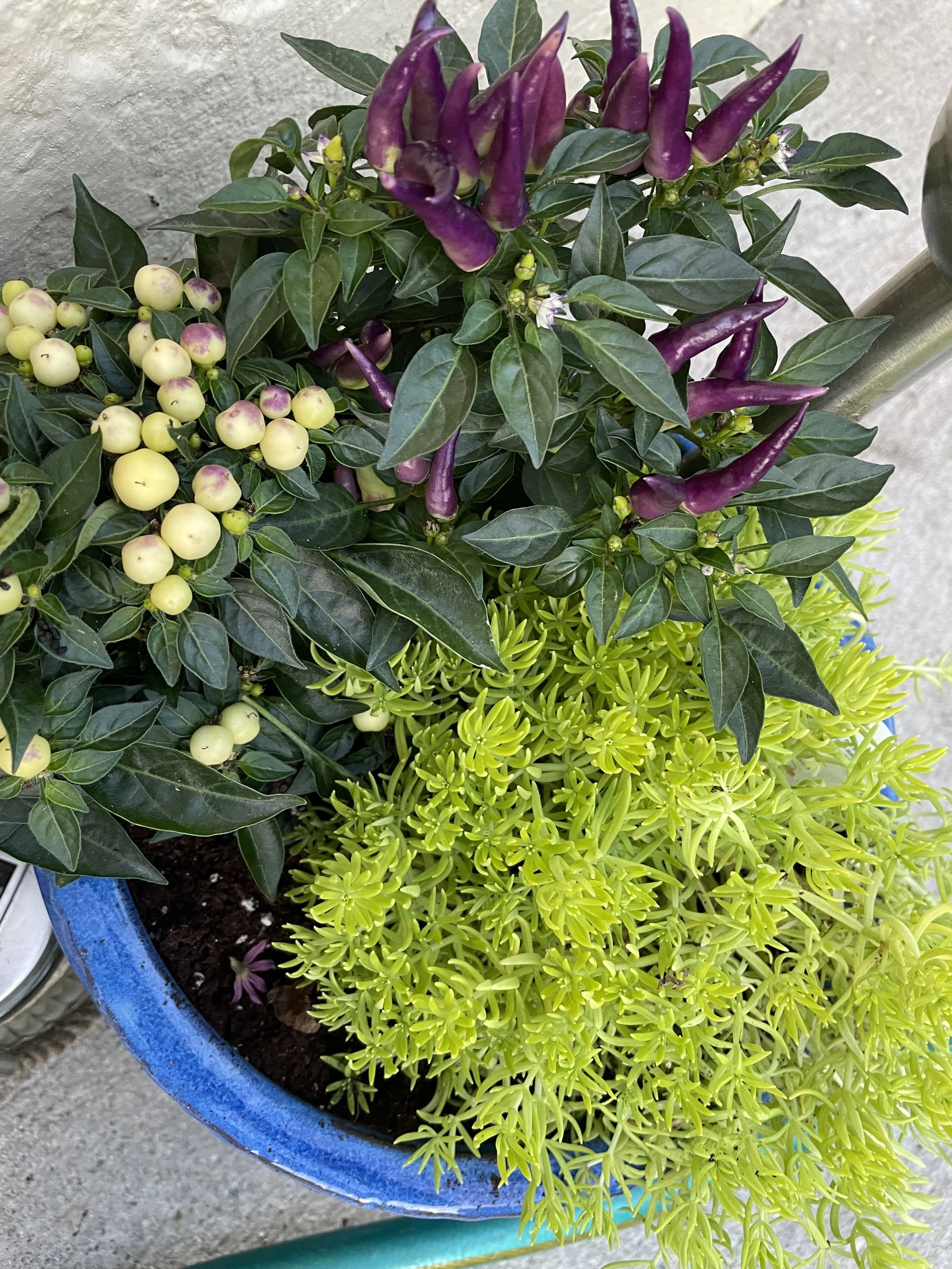 Not all Fall Containers have to be Orange, Red & Yellow...