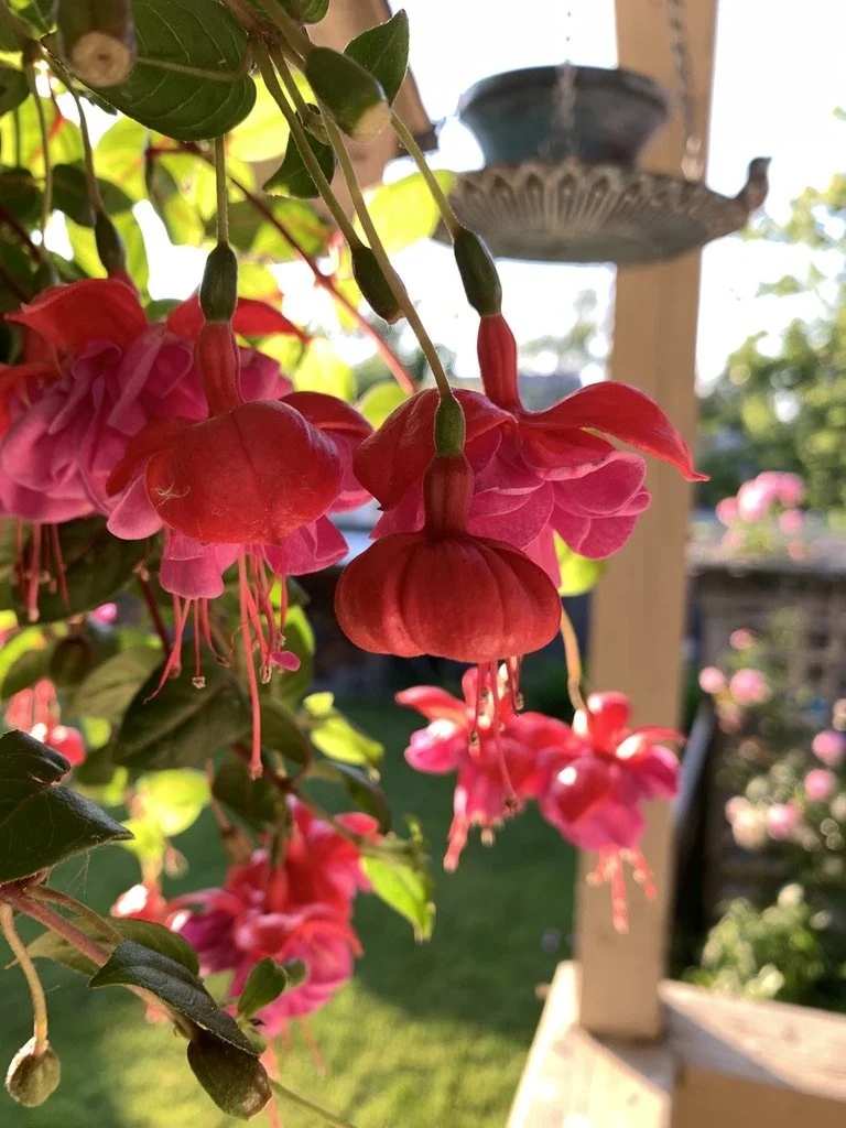 Hanging Fuchsia - When it comes to "Wow" factor, they speak for themselves!
