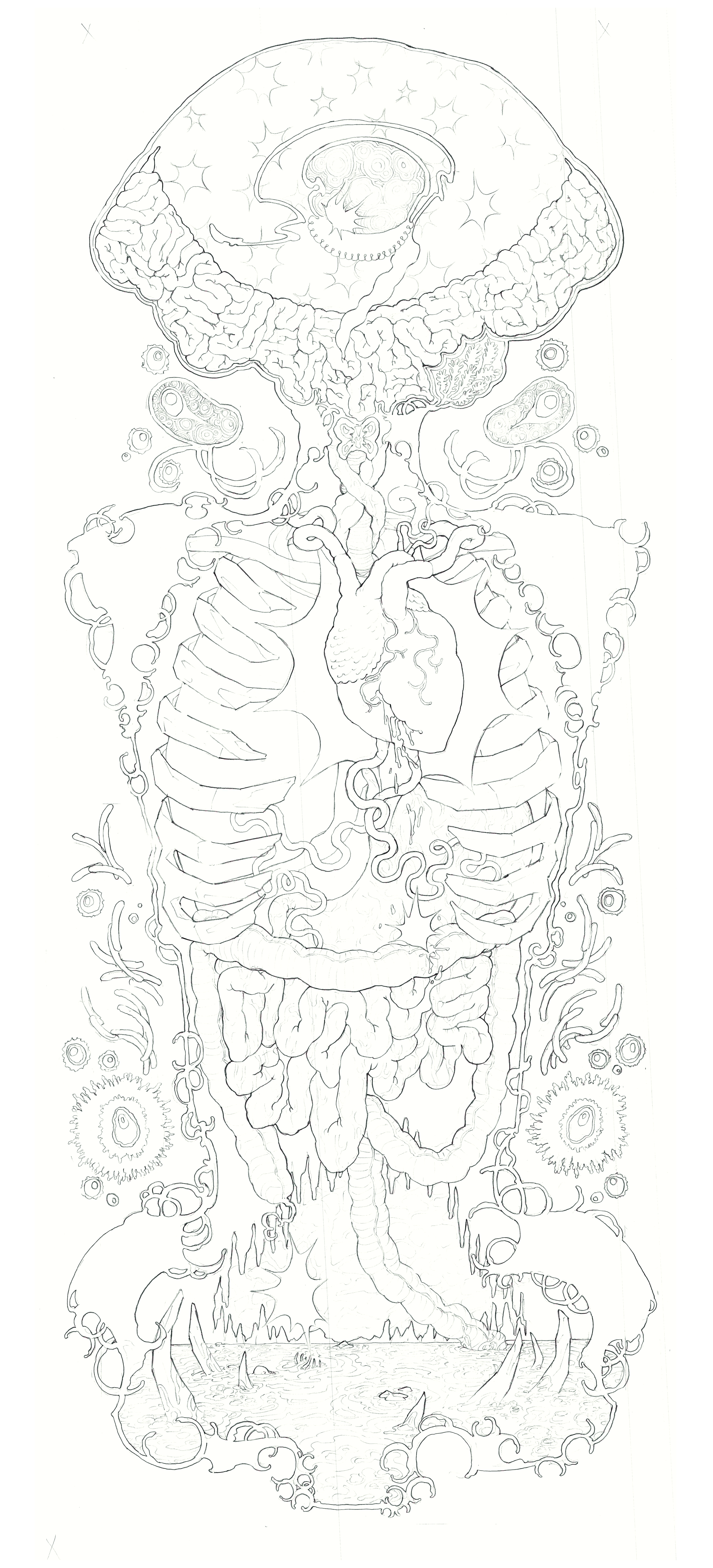 S.C. Carrillo, Internal view (2026). 37"x17", pencil on paper.