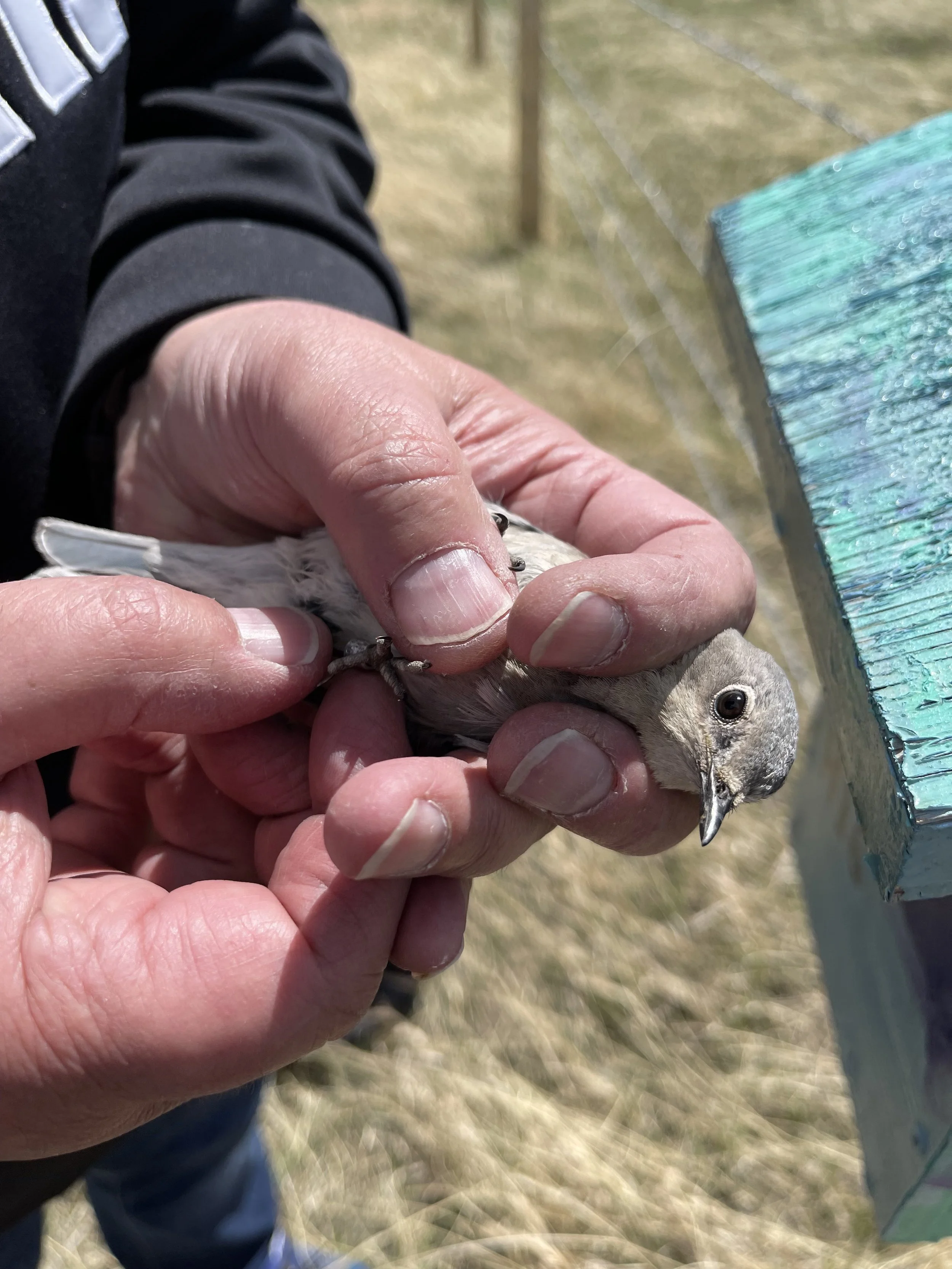 a Bird Bander — CANMS