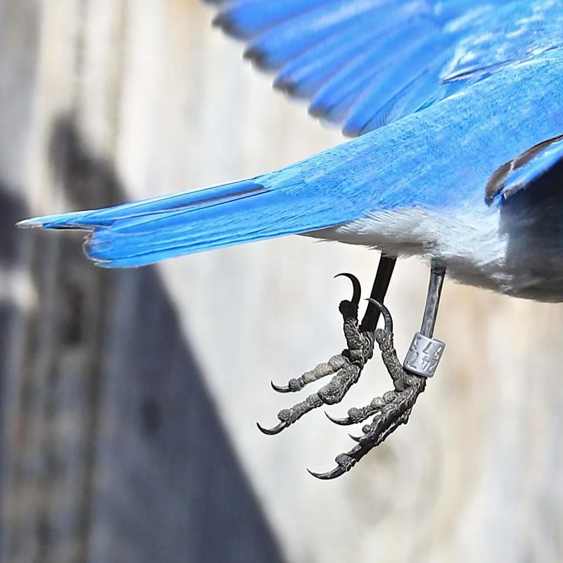 a Bird Bander — CANMS