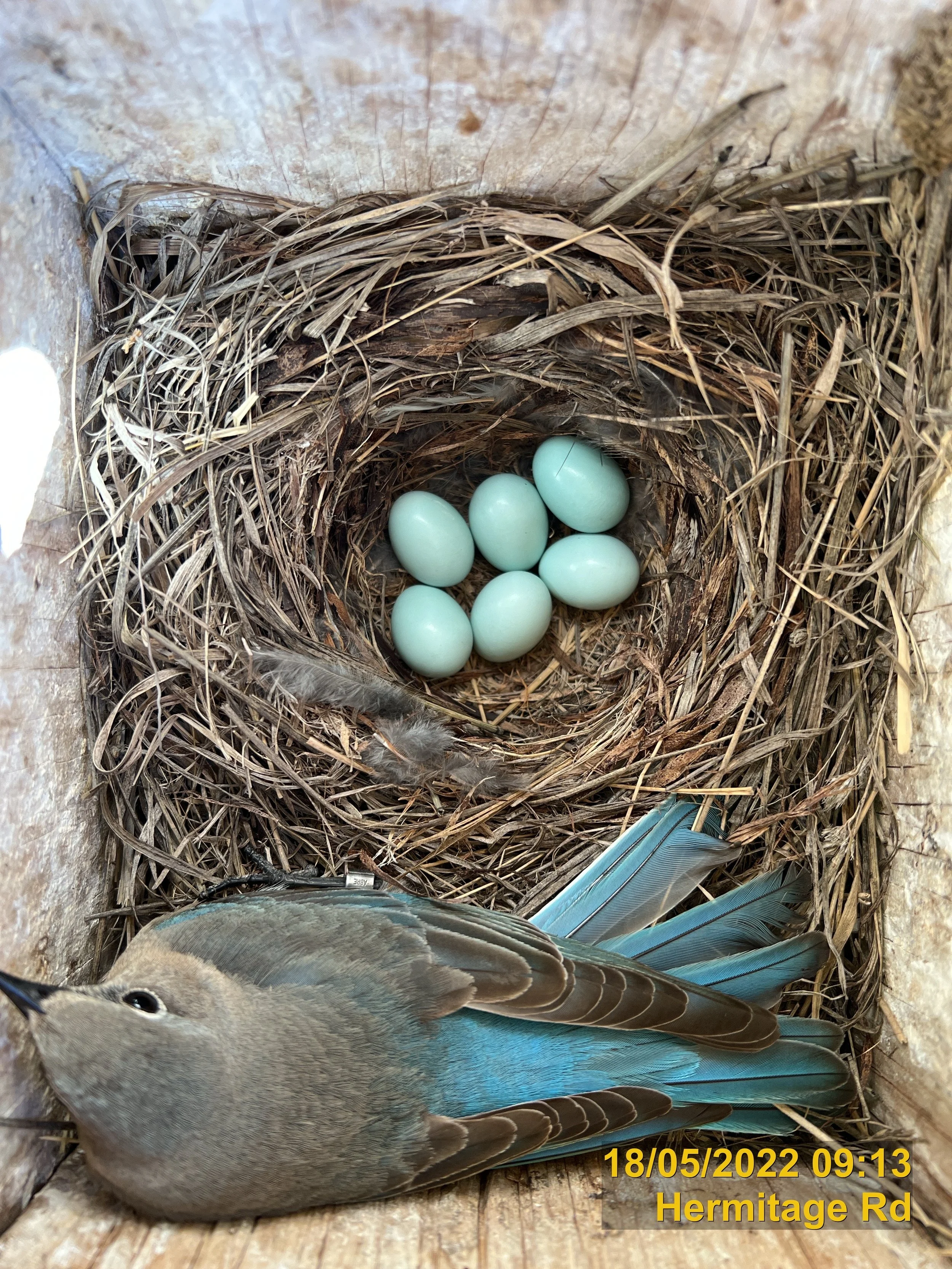 030W_220518_mobl female_6 eggs.JPG