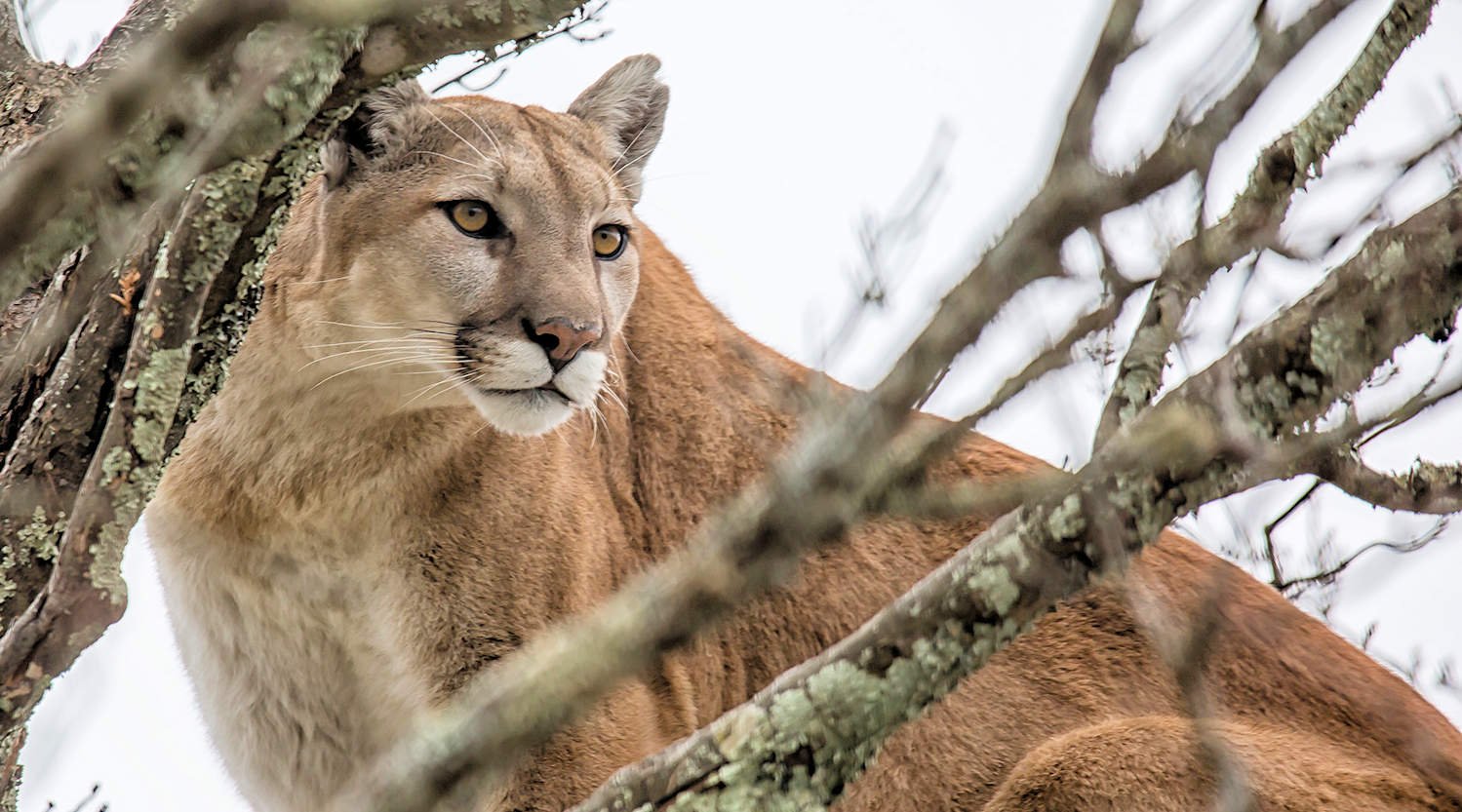 cougar.jpg
