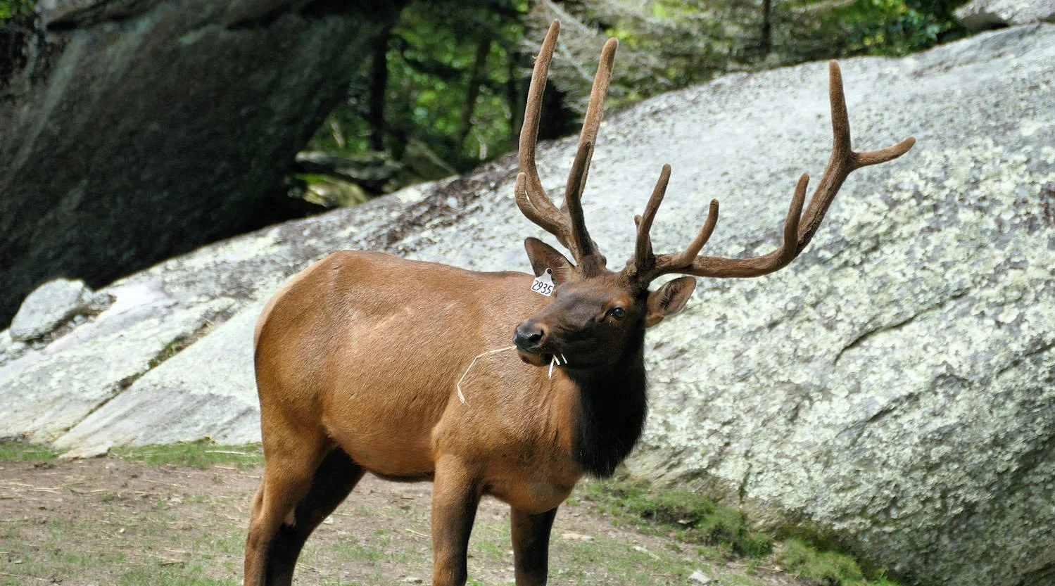 elk.jpg