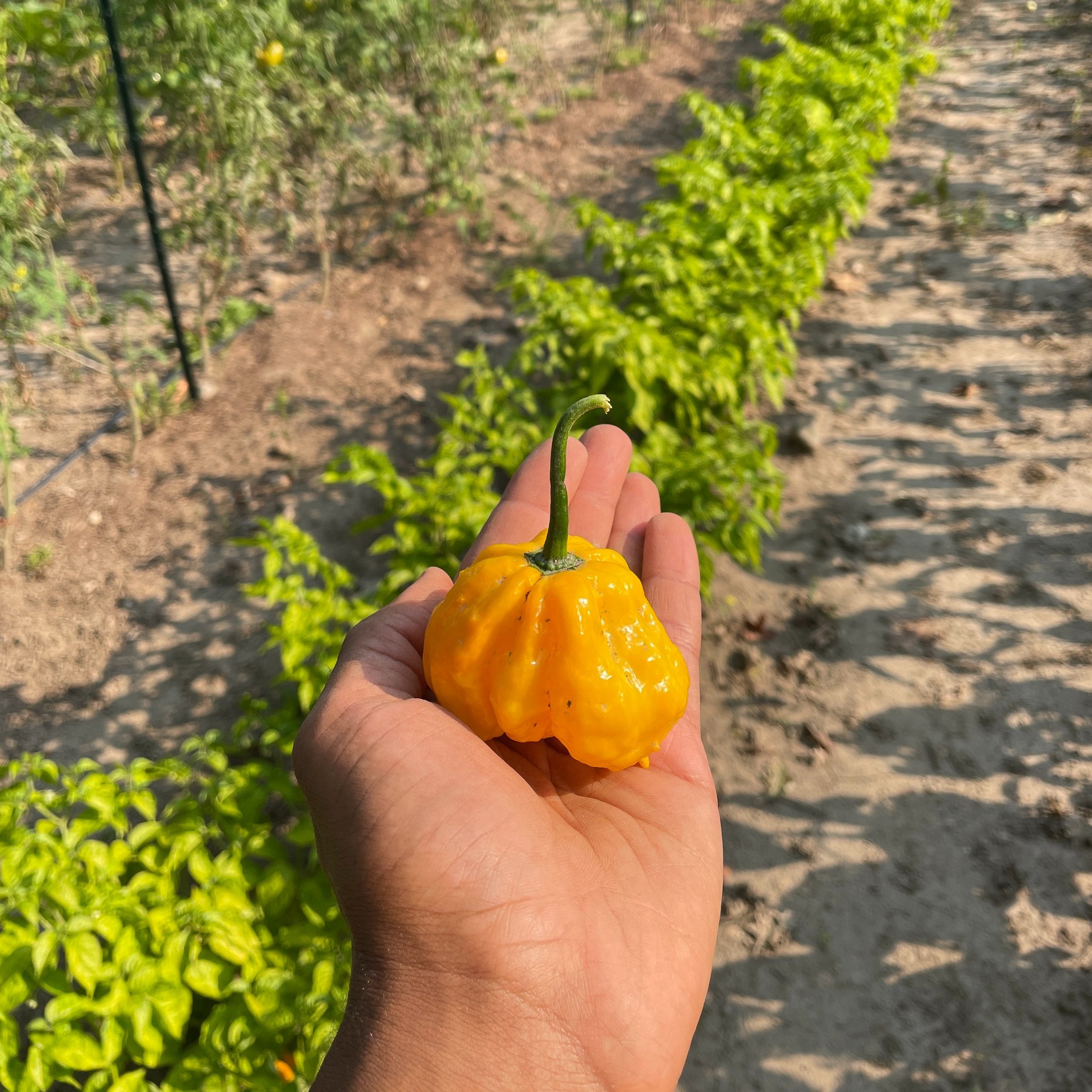 Scotch Bonnet Seed