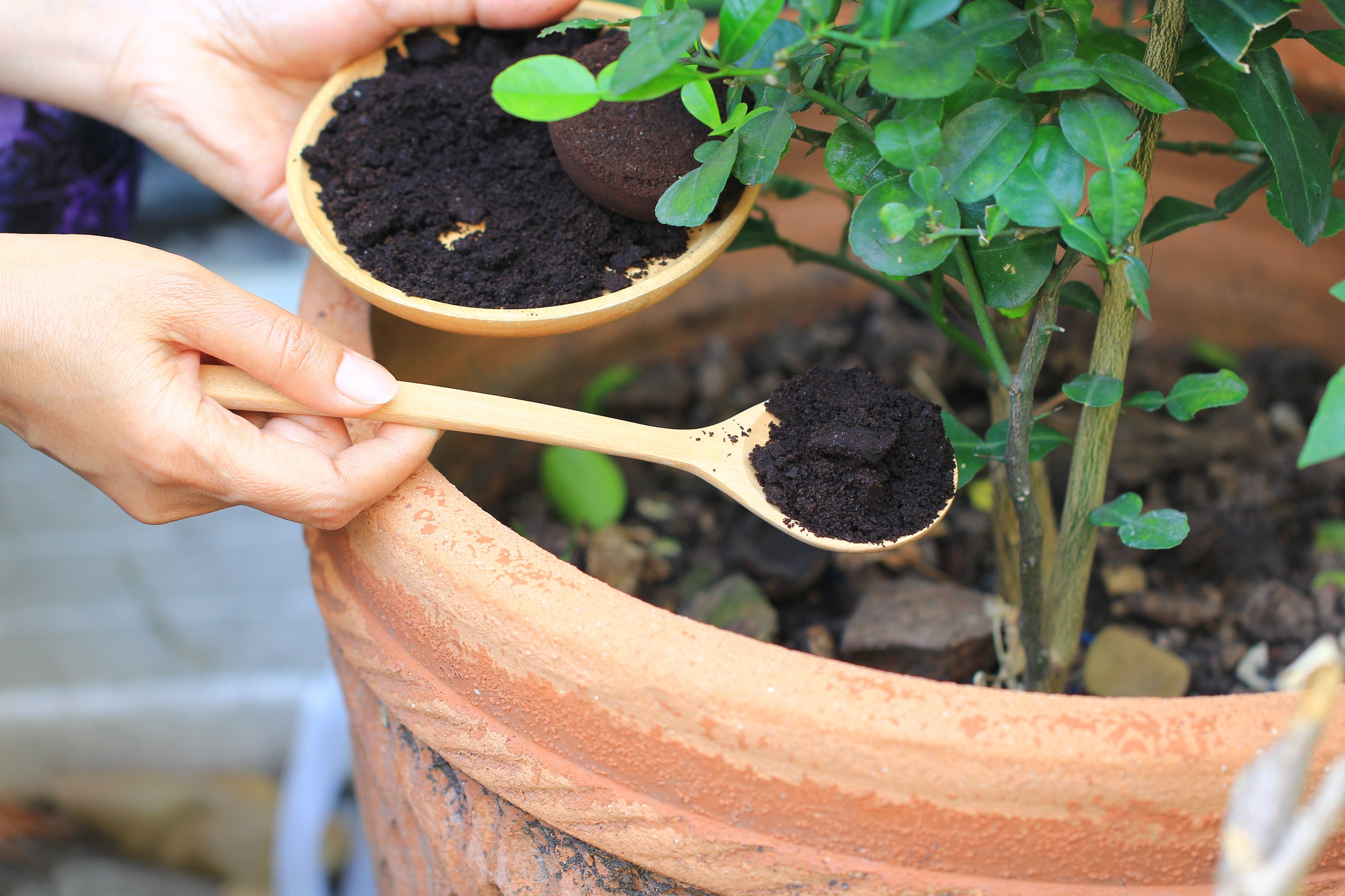 Secrets for how to live more sustainably: Eco-friendly ways to repurpose coffee grounds & pencil shavings