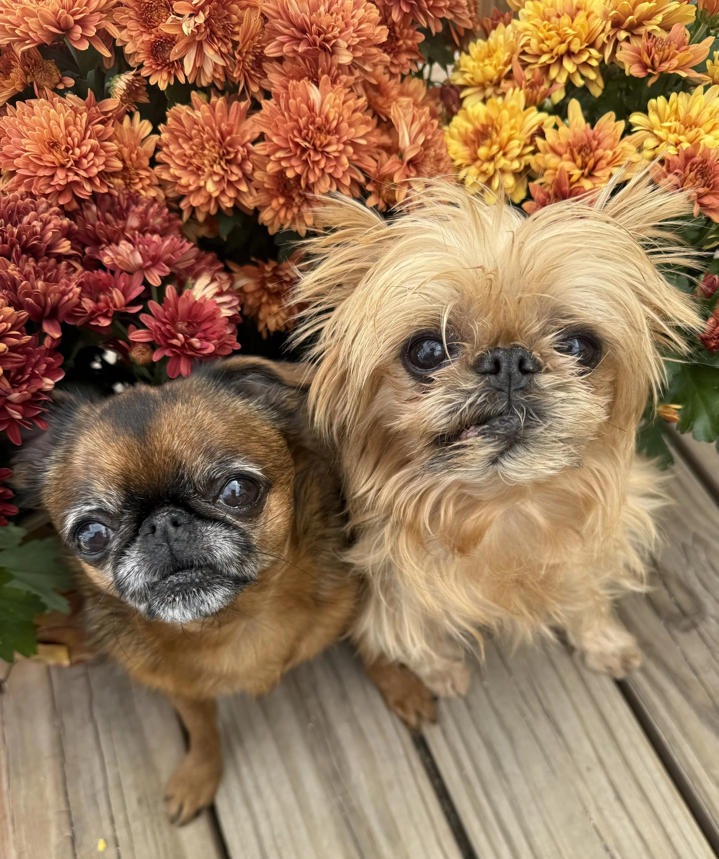 Close-up of two small dogs with one with long blond hair and the other with short brown and black fur, standing on a wooden deck surrounded by orange and yellow flowers.