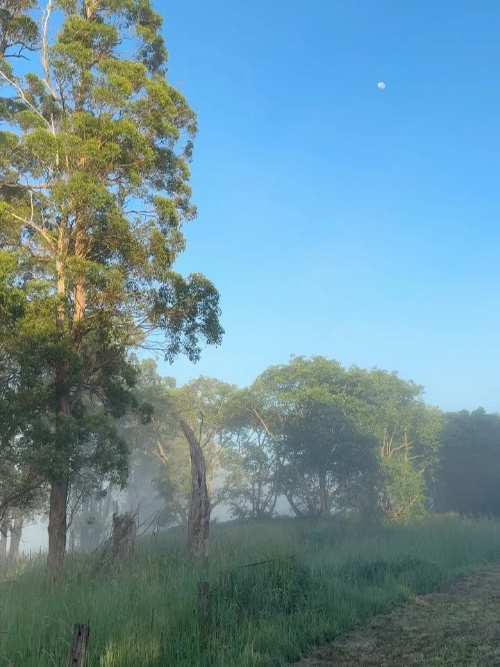 A snippet of this mornings magic ✨
7. 1. 2026 
I shared these on my stories this morning but I think they are too beautiful to not to have a permanent place here, and it&rsquo;s also a beautiful reminder that there&rsquo;s so much goodness around (ev