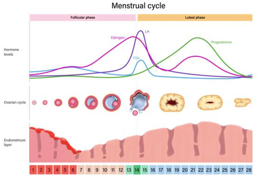 What Hormones Are In What Part Of Your Cycle?