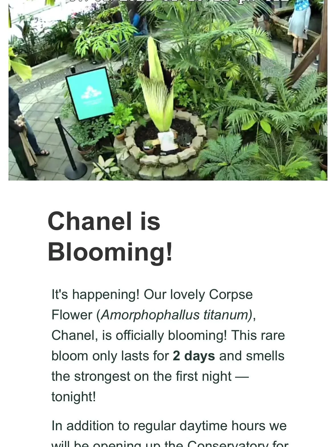Yesterday was peak bloom and the lines were LOooooonnnnggg. Unless you are a member. Worth joining. The Chanel flower ( also known as the stinky one) was just beautiful!!