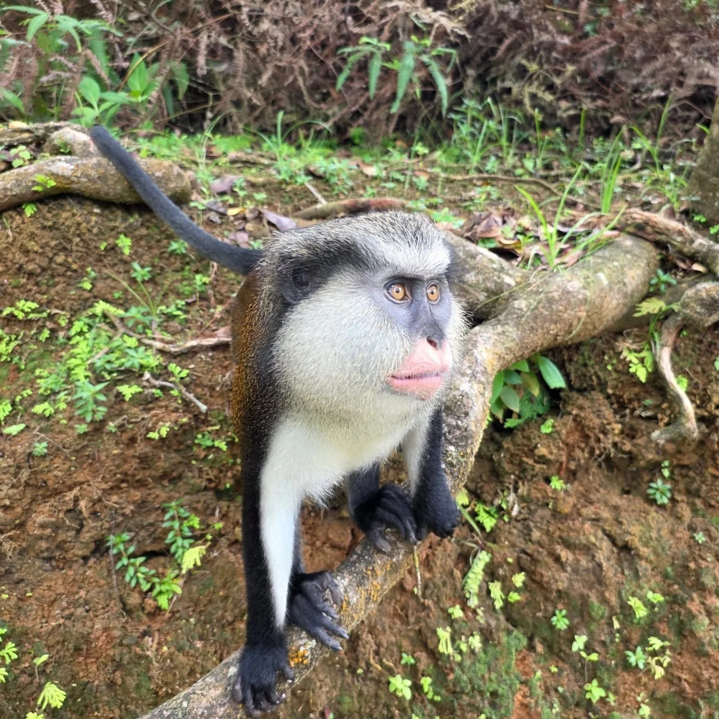 Grenada, you were a gem! We never intended on heading to Grenada. But luck would have it that we won a haulout at the SeaPeople Cruisers Awards. Which took us from the Chesapeake to the Bahamas and down the Thorny Path to beautiful Grenada. 

We deci