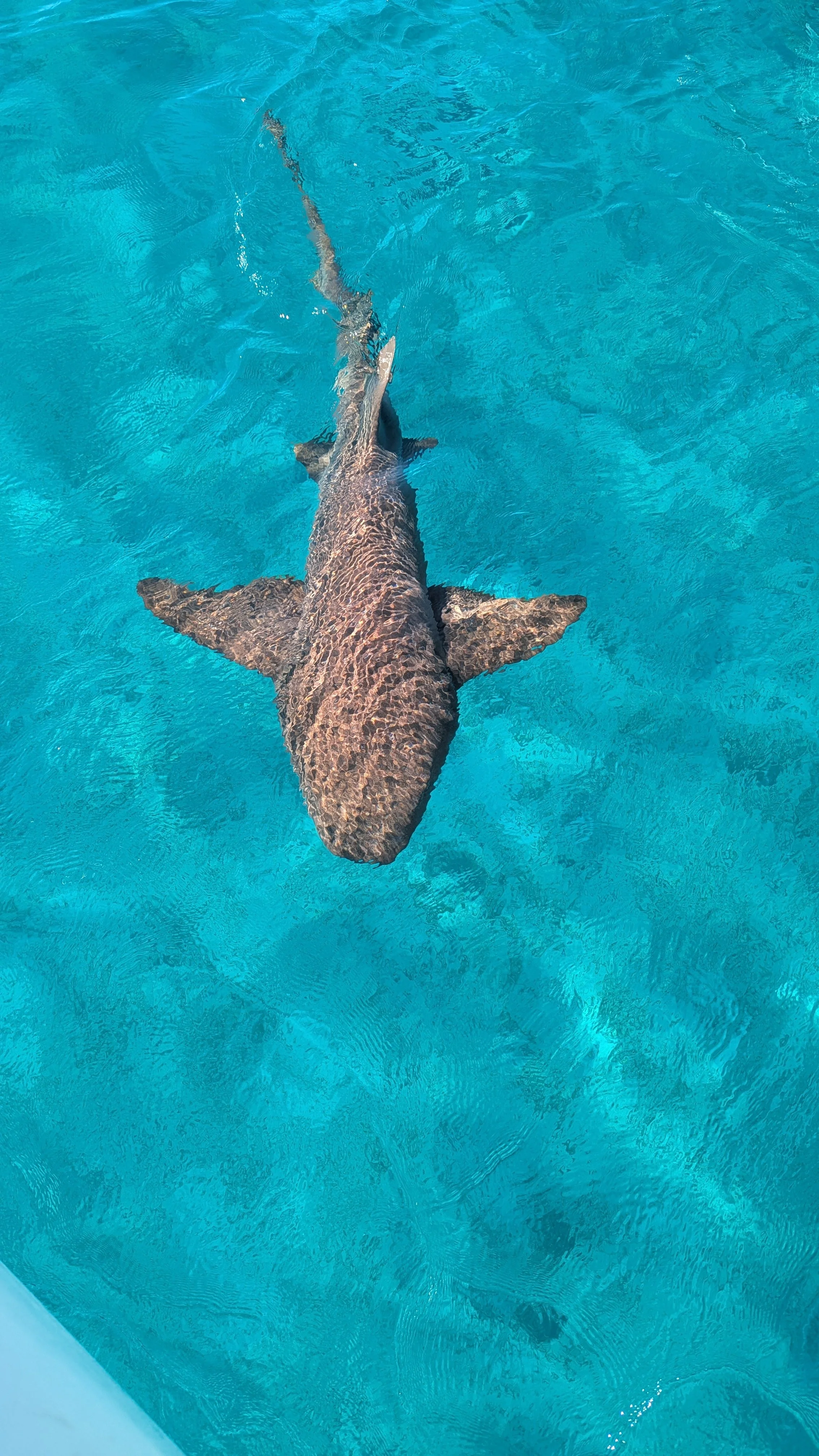 Shark Staniel Cay.jpg