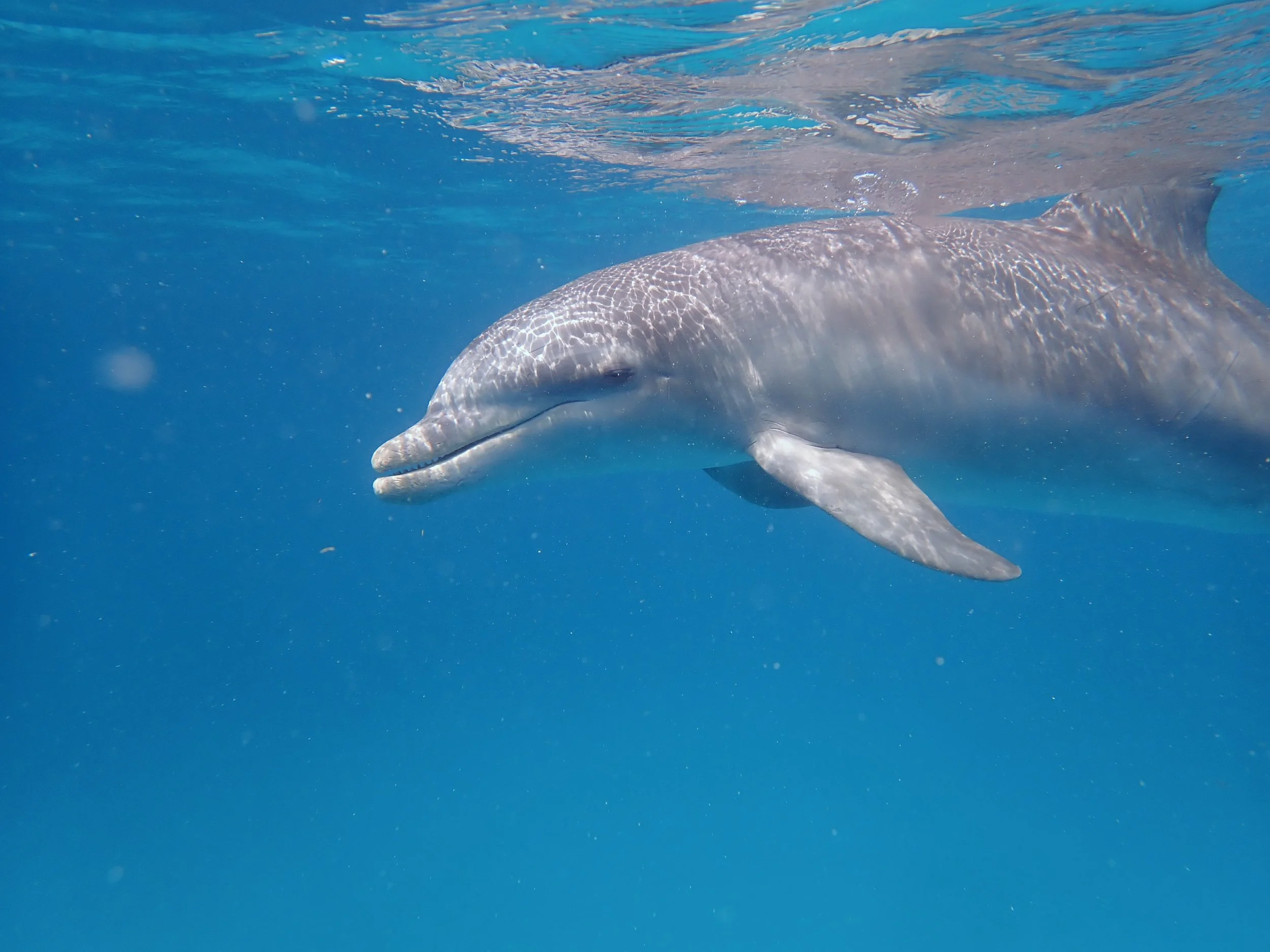 Harbor Reef’s Photos