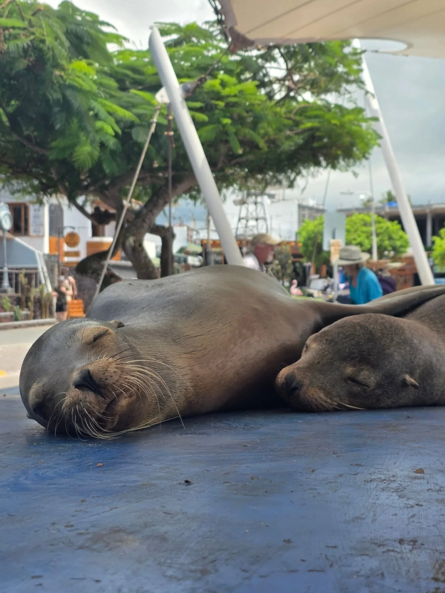 Time is slipping away again!

We checked into the Gal&aacute;pagos and welcomed our buddies aboard! The Busby family traveled 30+ hours and four flights to reach us and arrived with TEN bags, 2 filled full of Kaikoa shirts, boat parts, and goodies.

