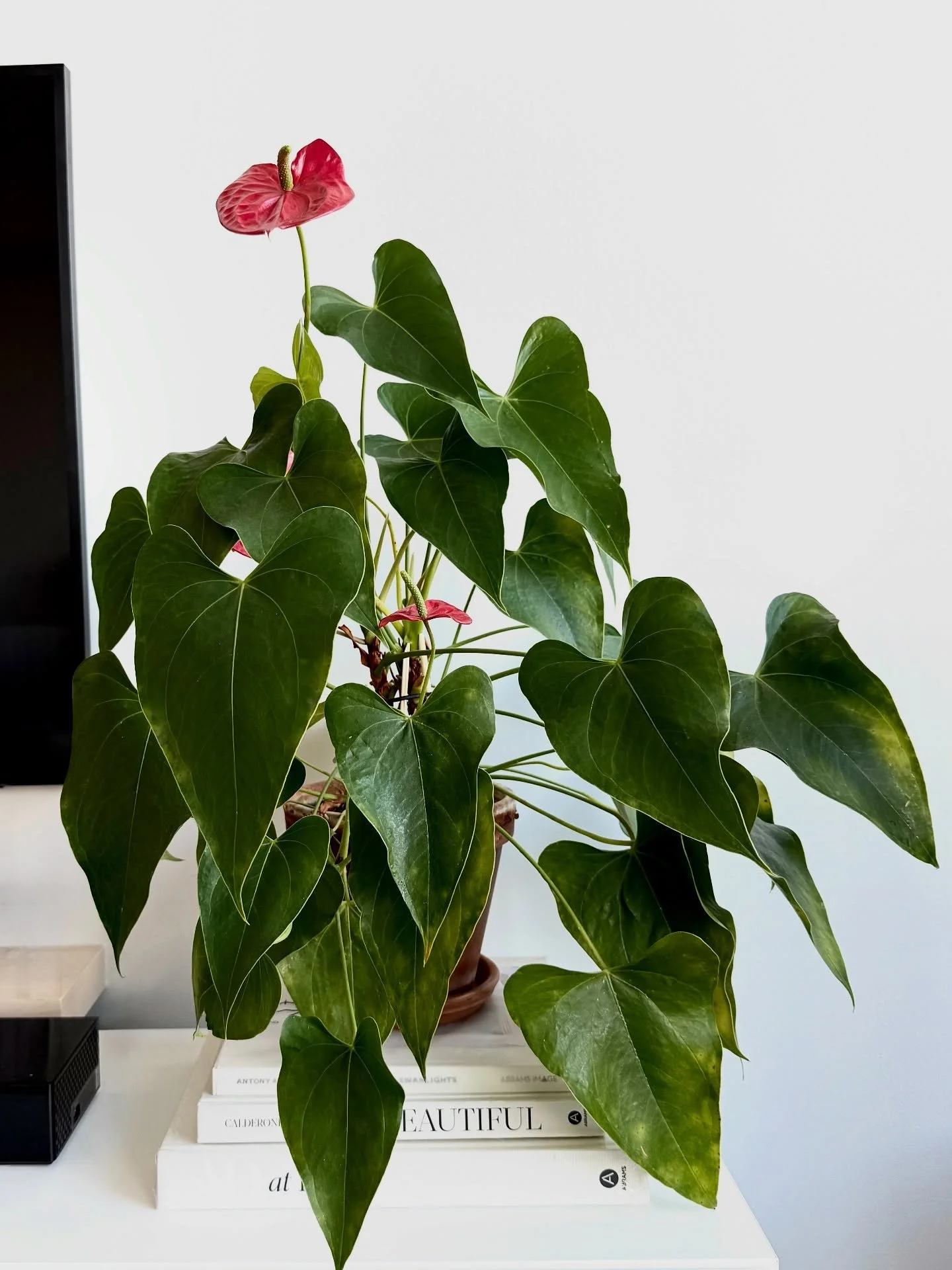 A moment for this plant because she&rsquo;s so pretty. Perfect little touch of #fireelement