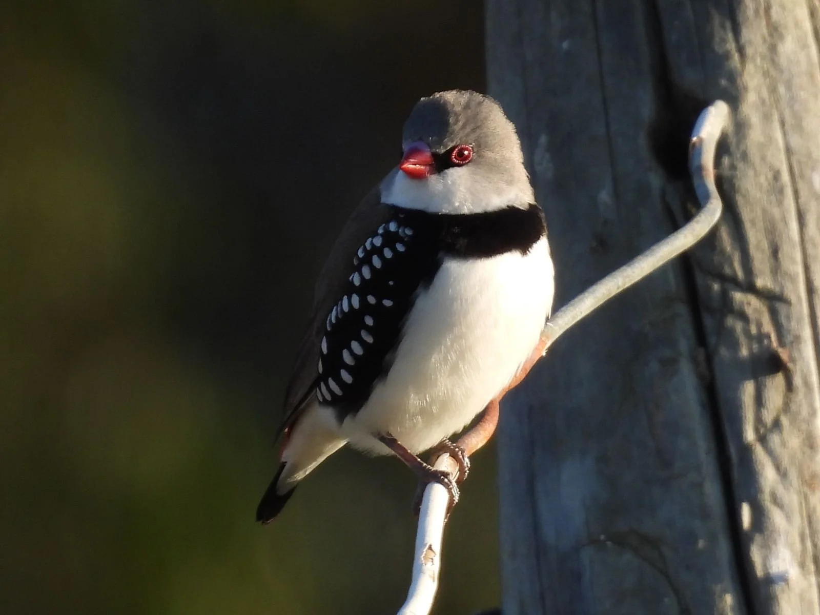 Simon Harris: On Finding Joy in Nature