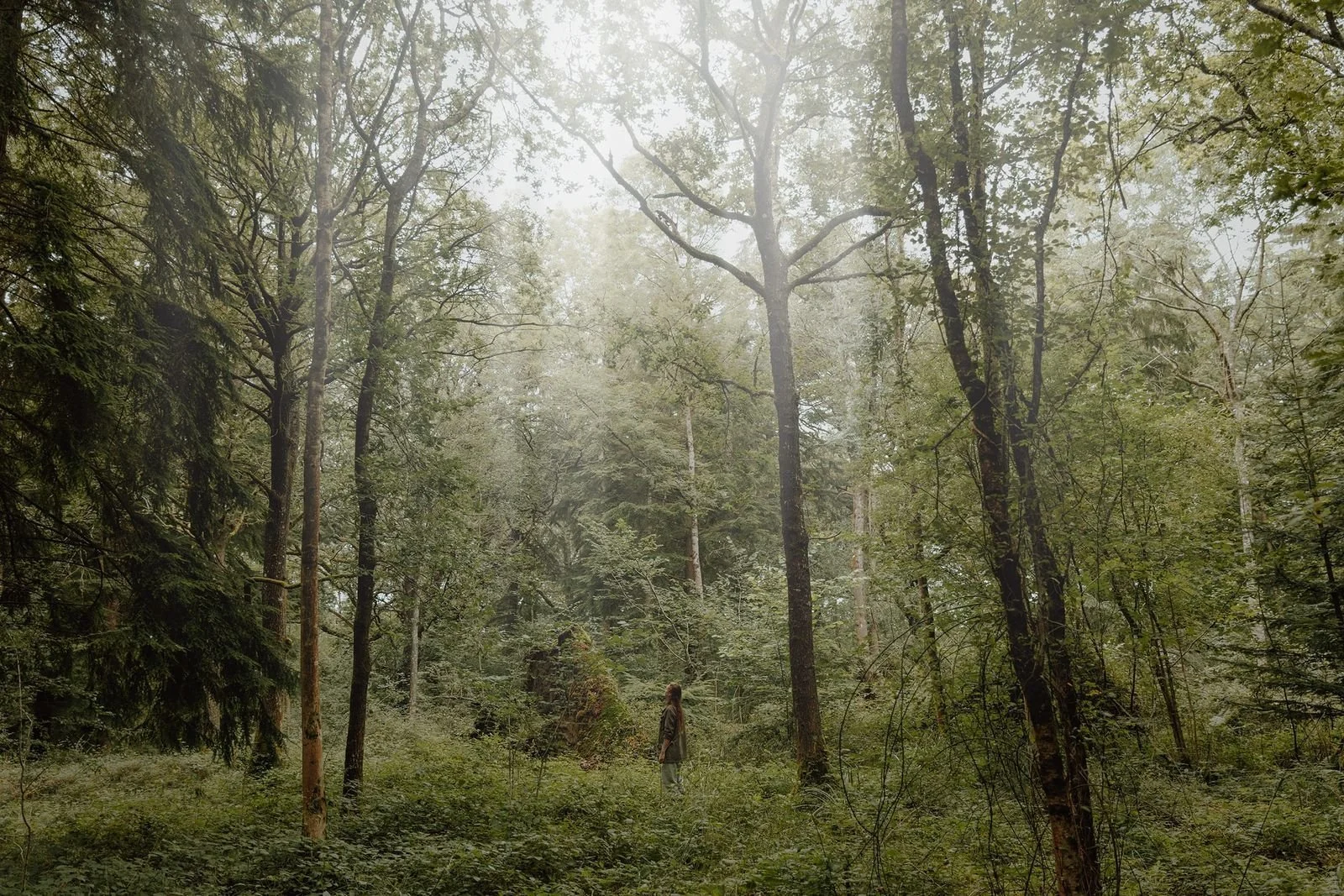 Impact Safari: Rewilding