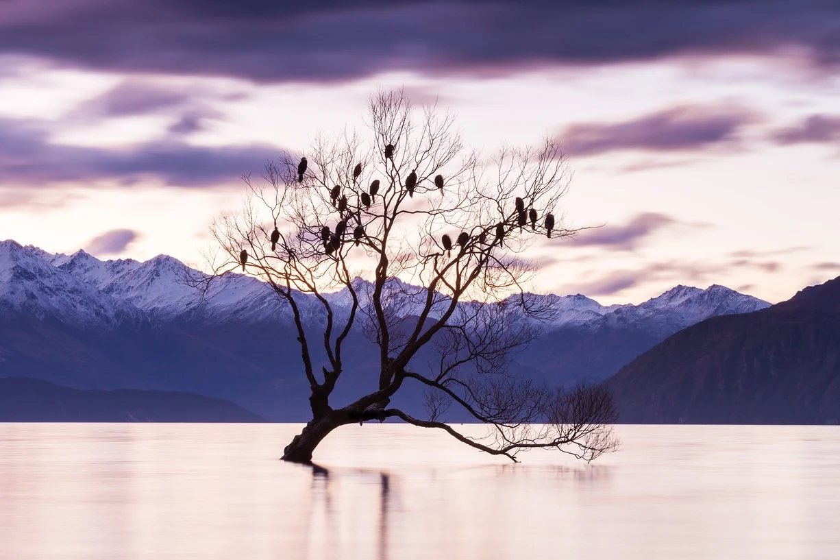 Wanaka Tree - Highlux.JPG
