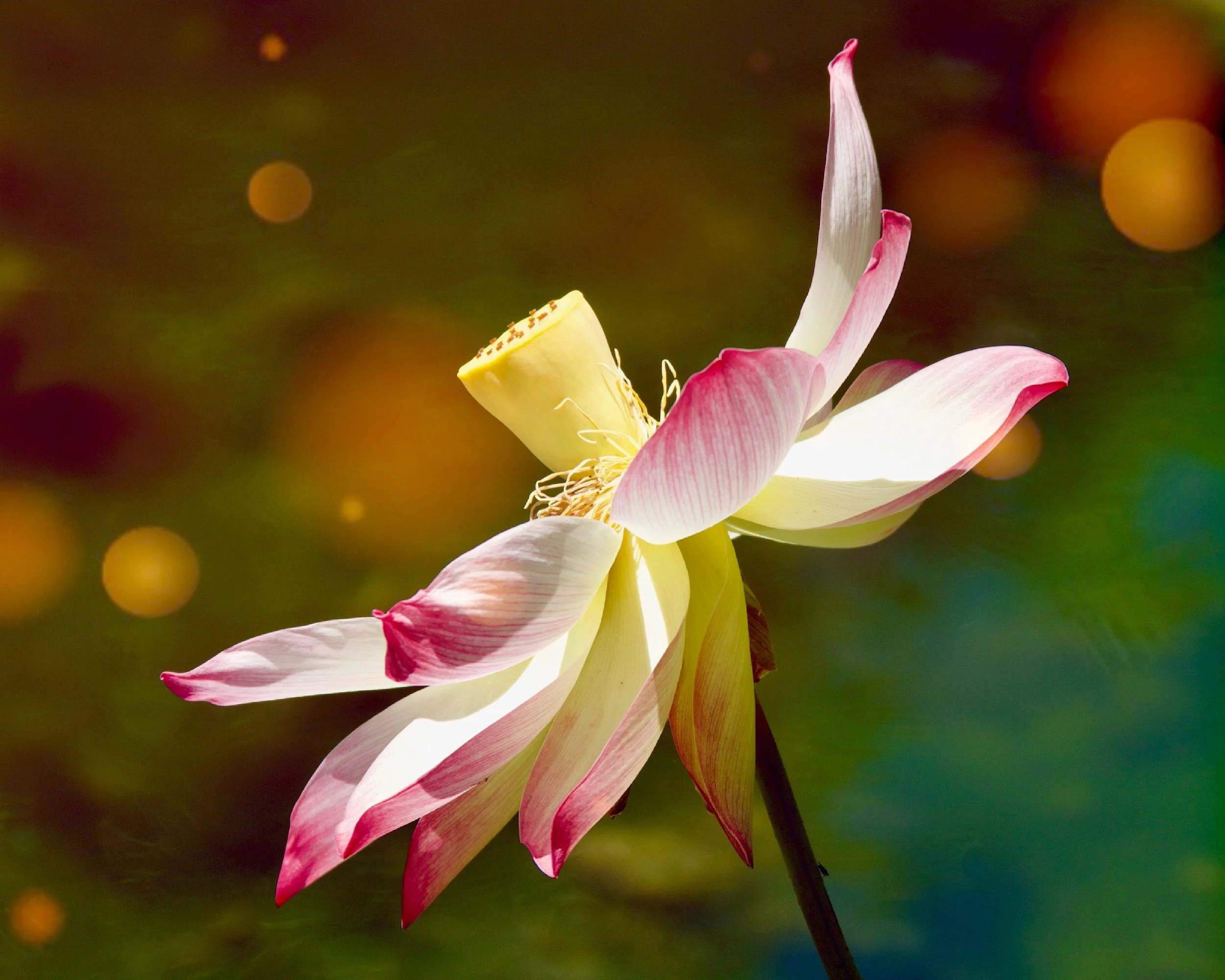 Enlightenment.jpeg