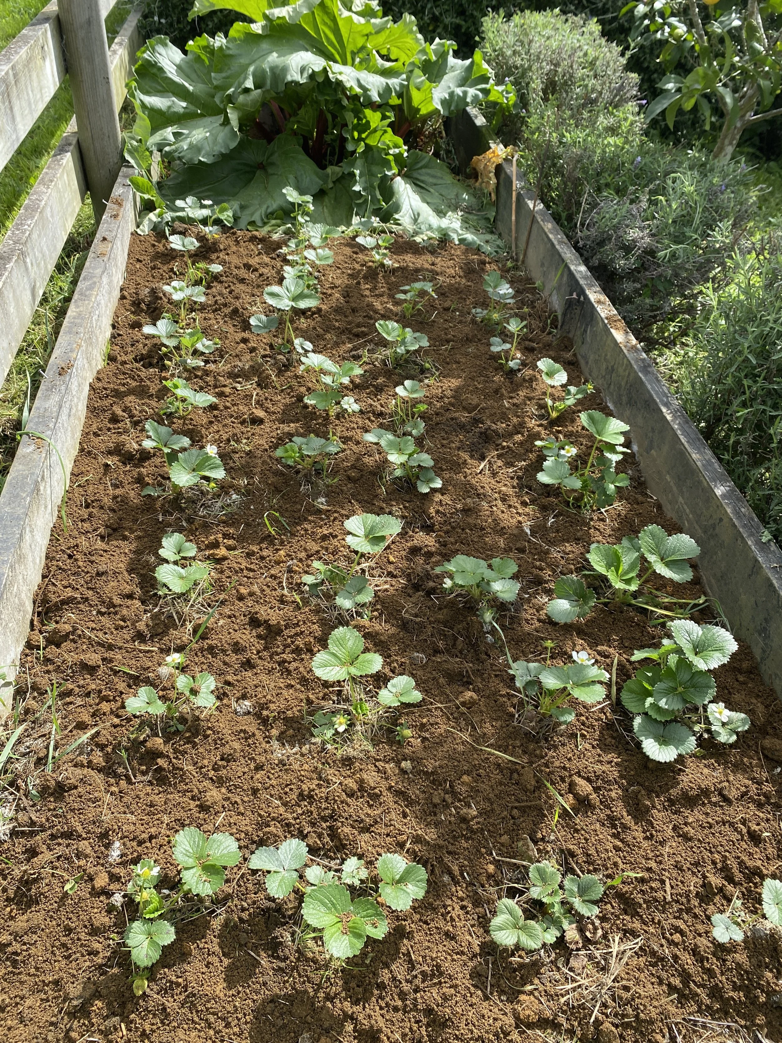 Planting and setting up a strawberry patch