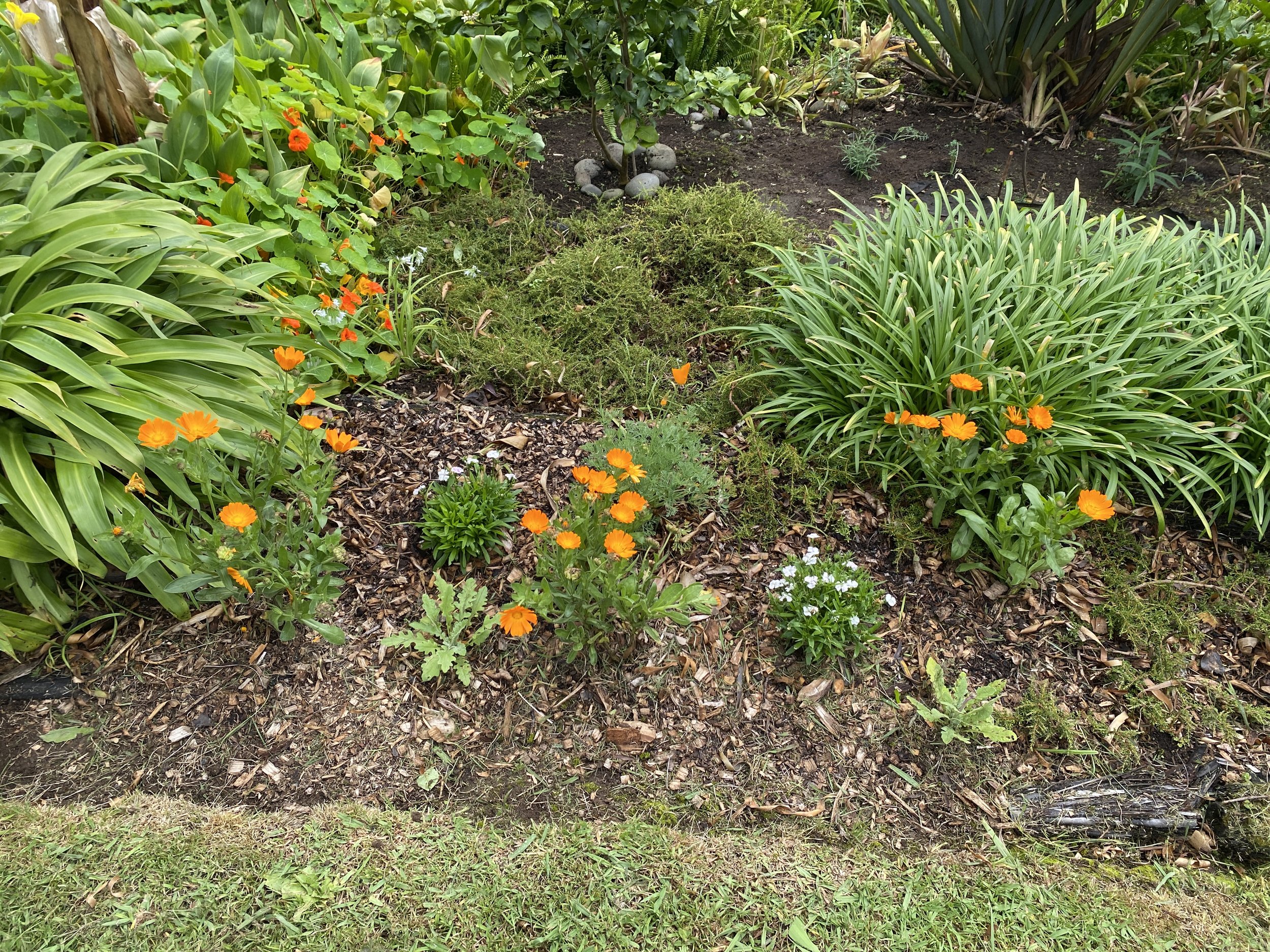 Terrace bed, plants in bloom! Calendula & Dianthus