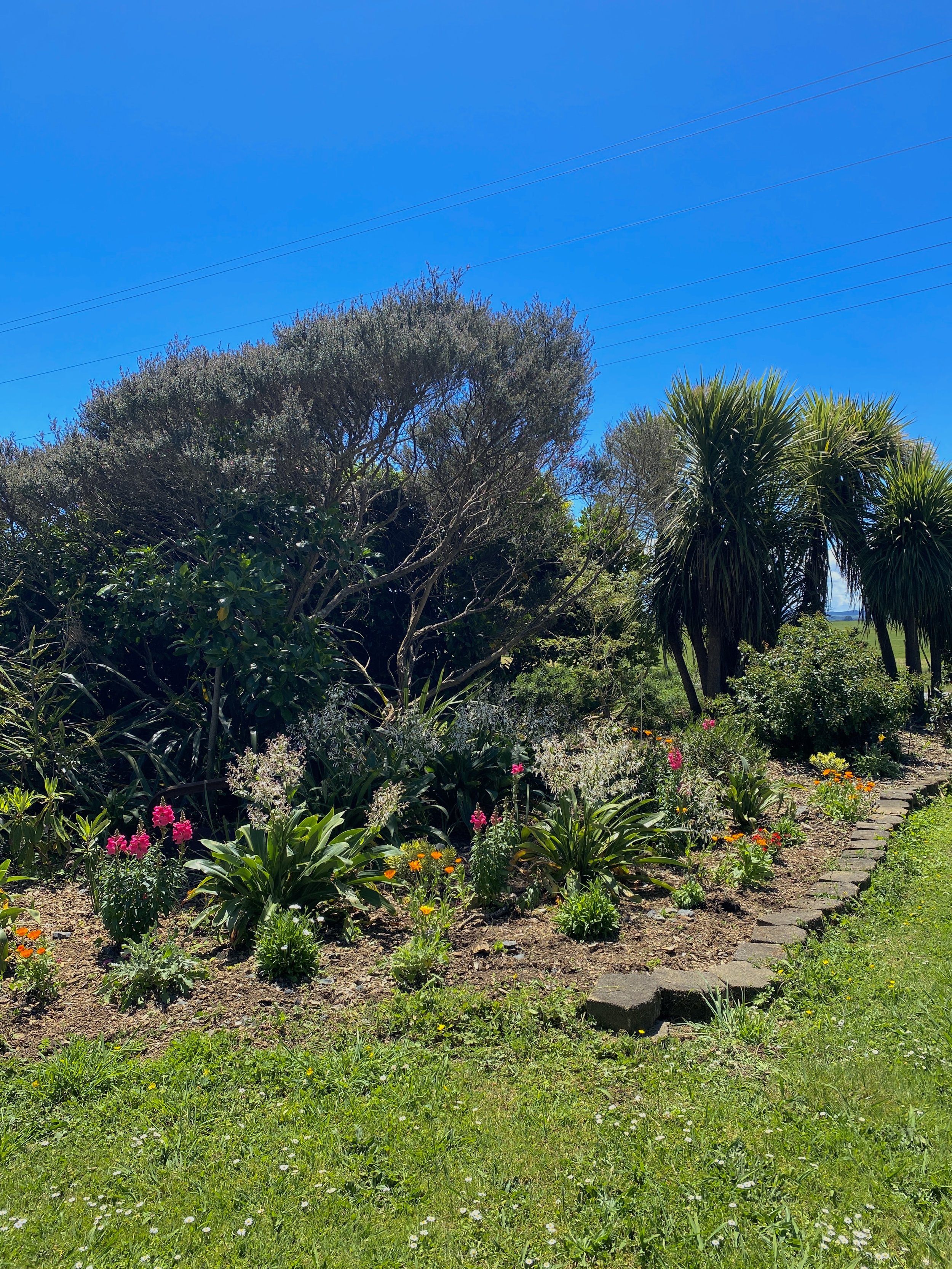 Late Spring, flowering nicely! 