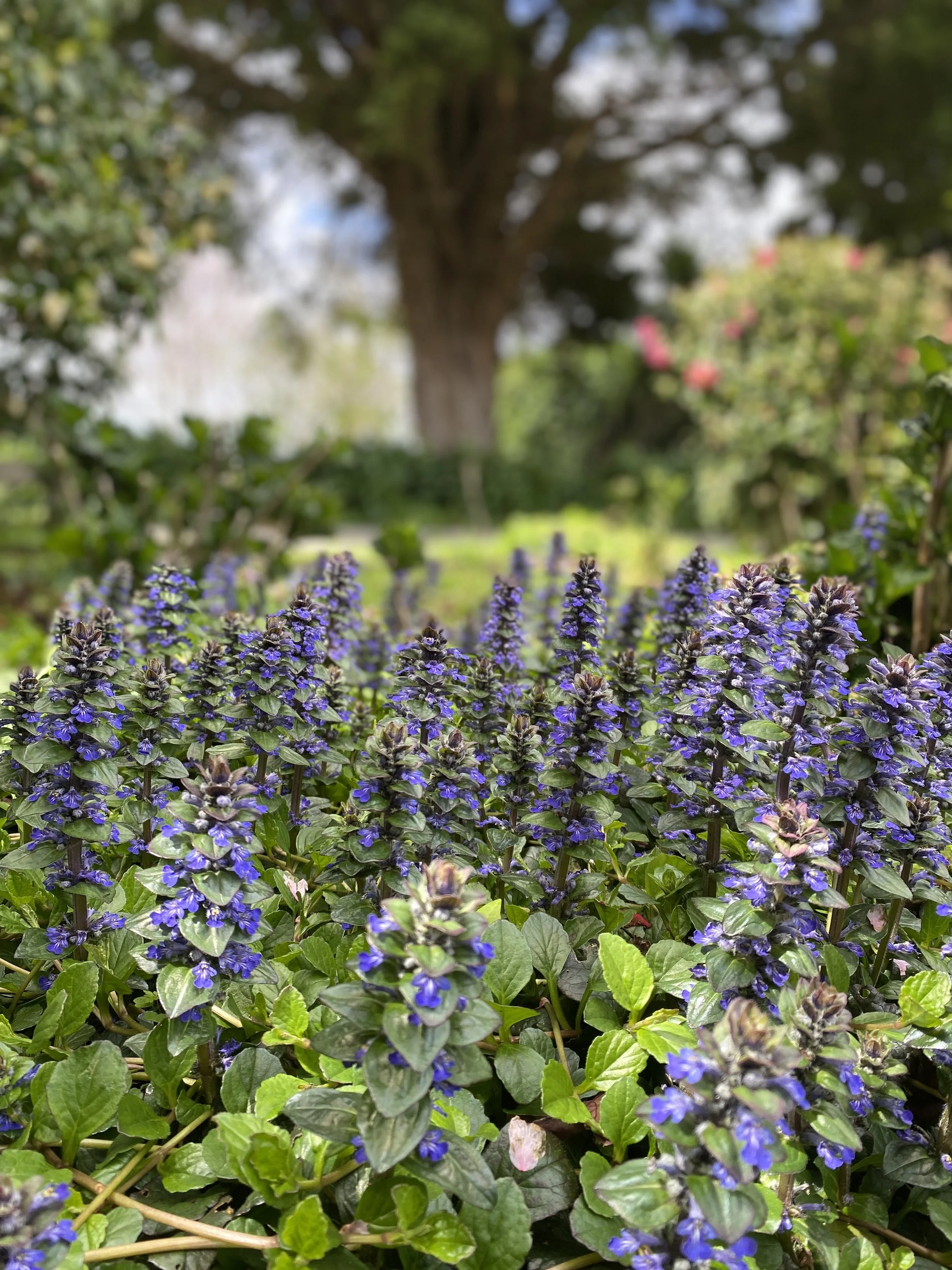 Ajuga = excellent ground cover and food for bees! 