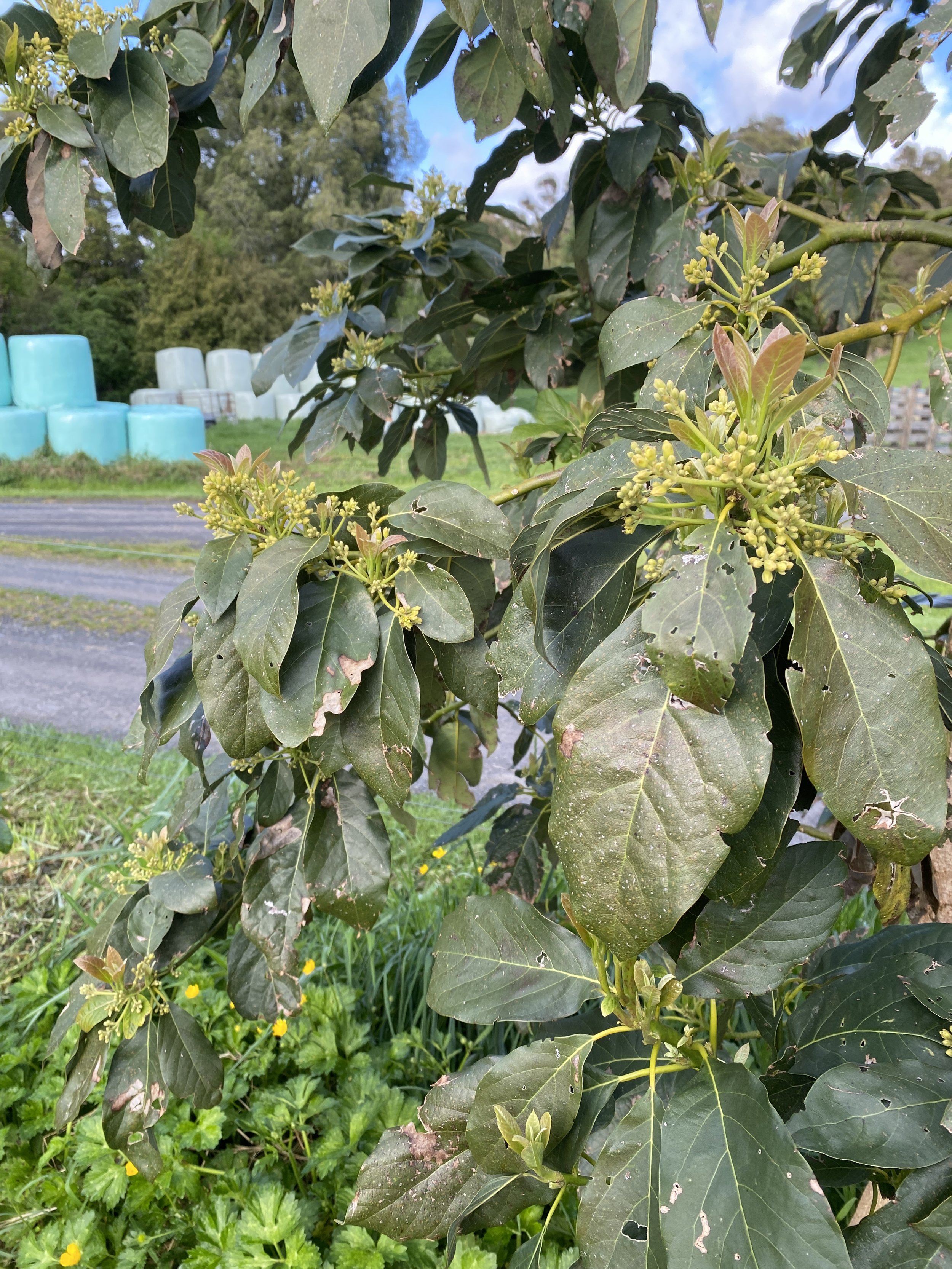 First flowers! Avos coming soon…