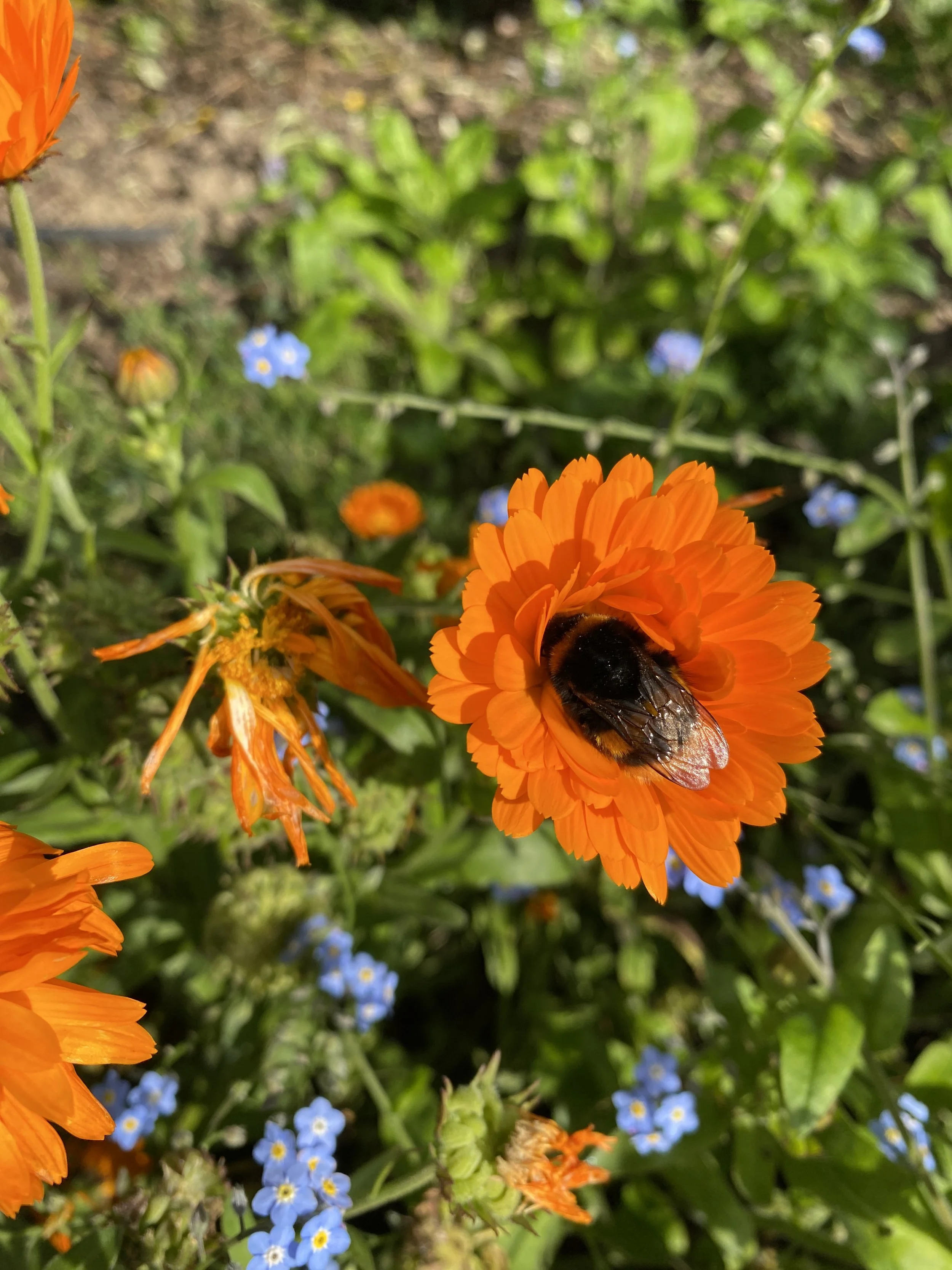 Bumblebee napping in calendula flower.