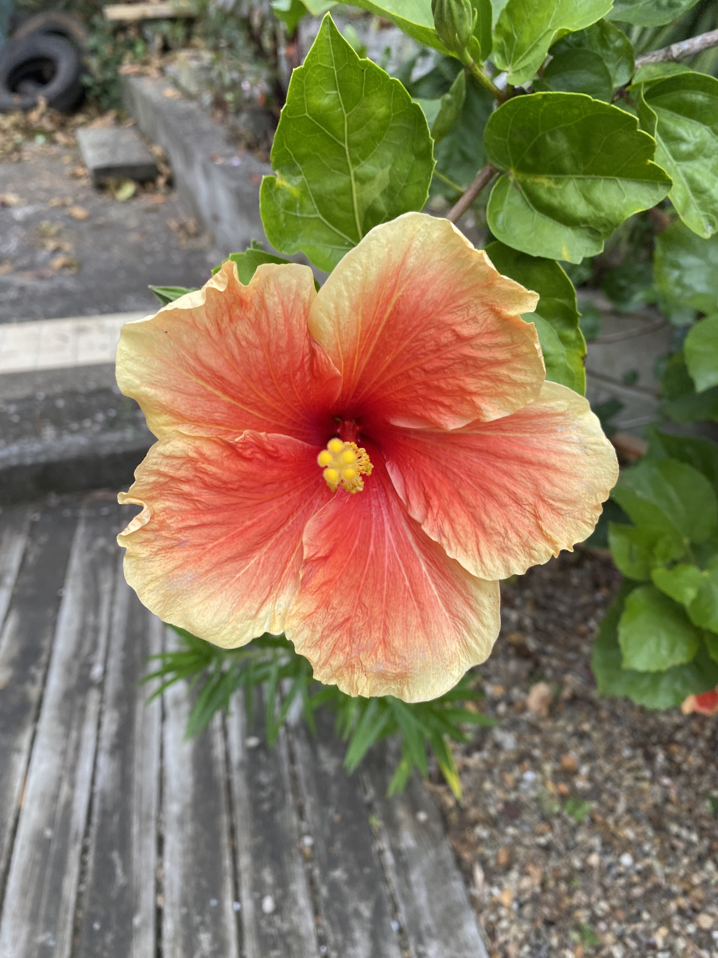 Hibiscus - a given plant in the tropical garden.