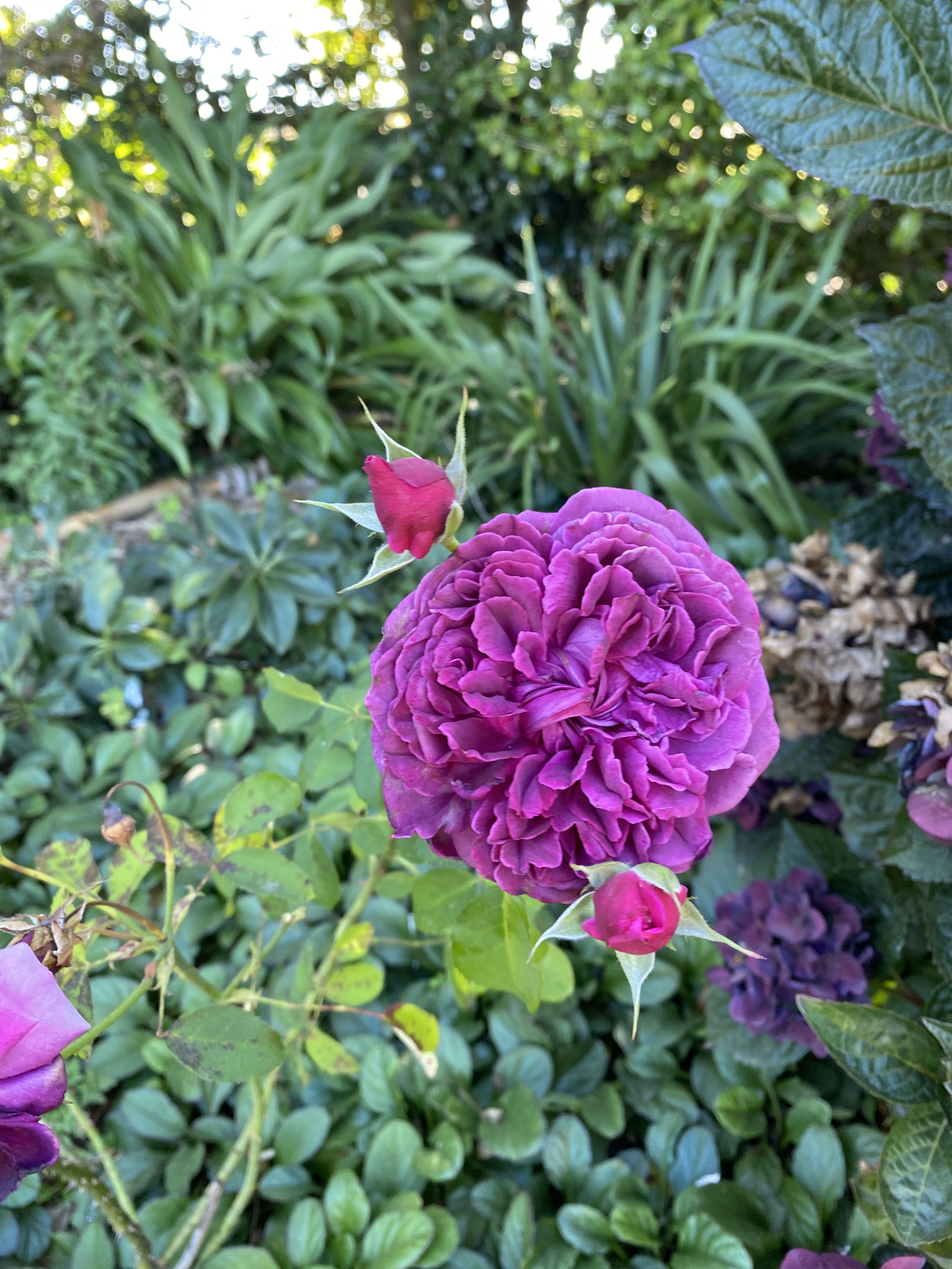 IMG_9167.jpeg