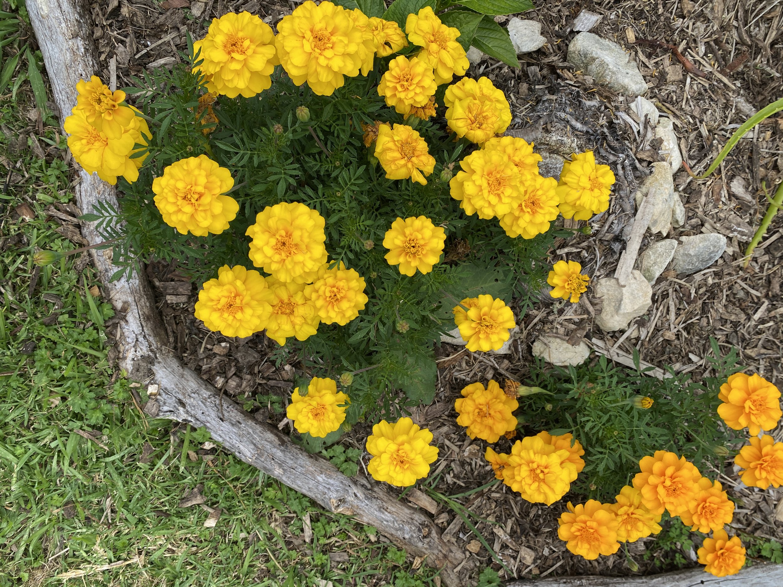 Marigolds 