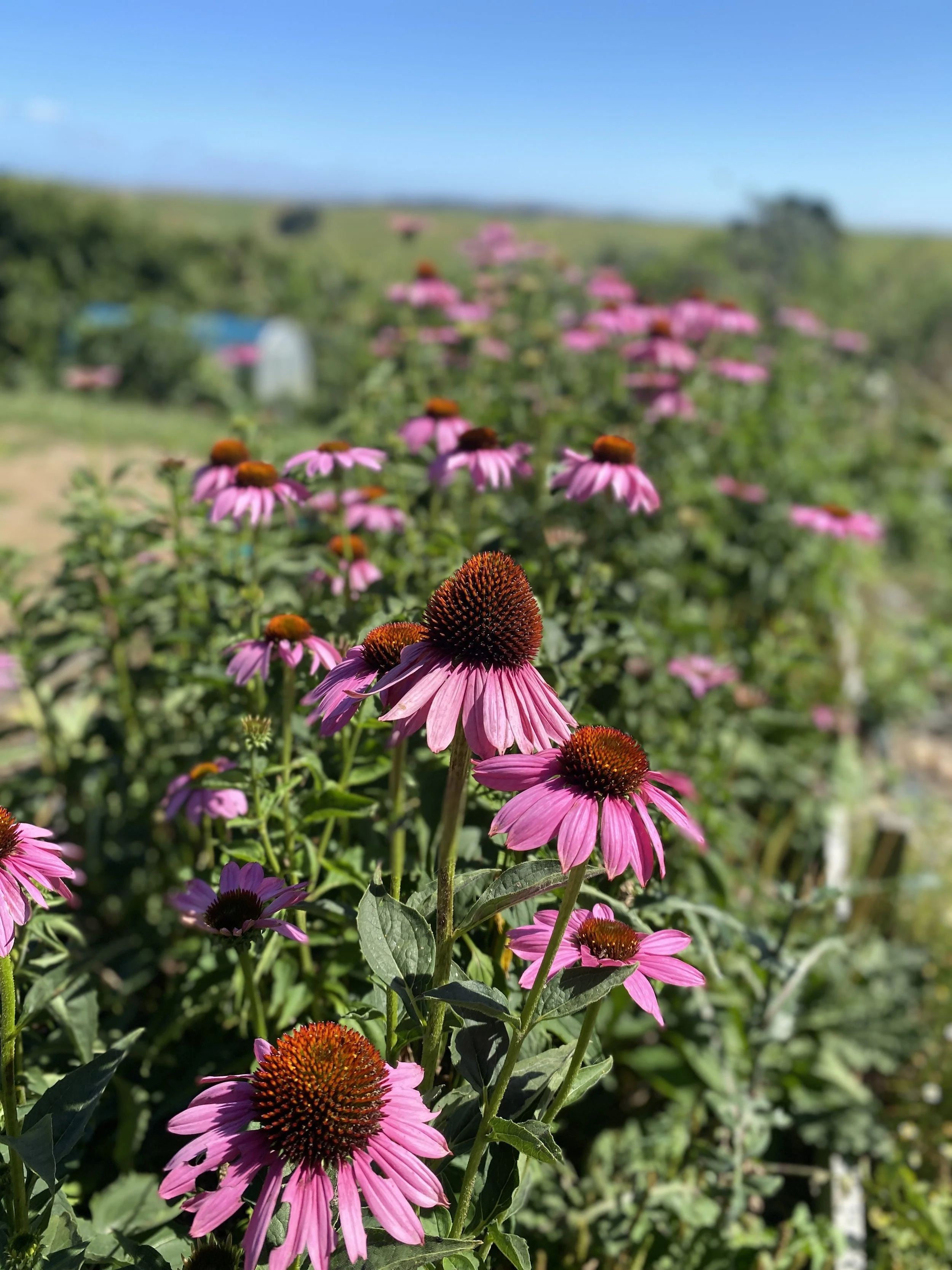 Echinacea