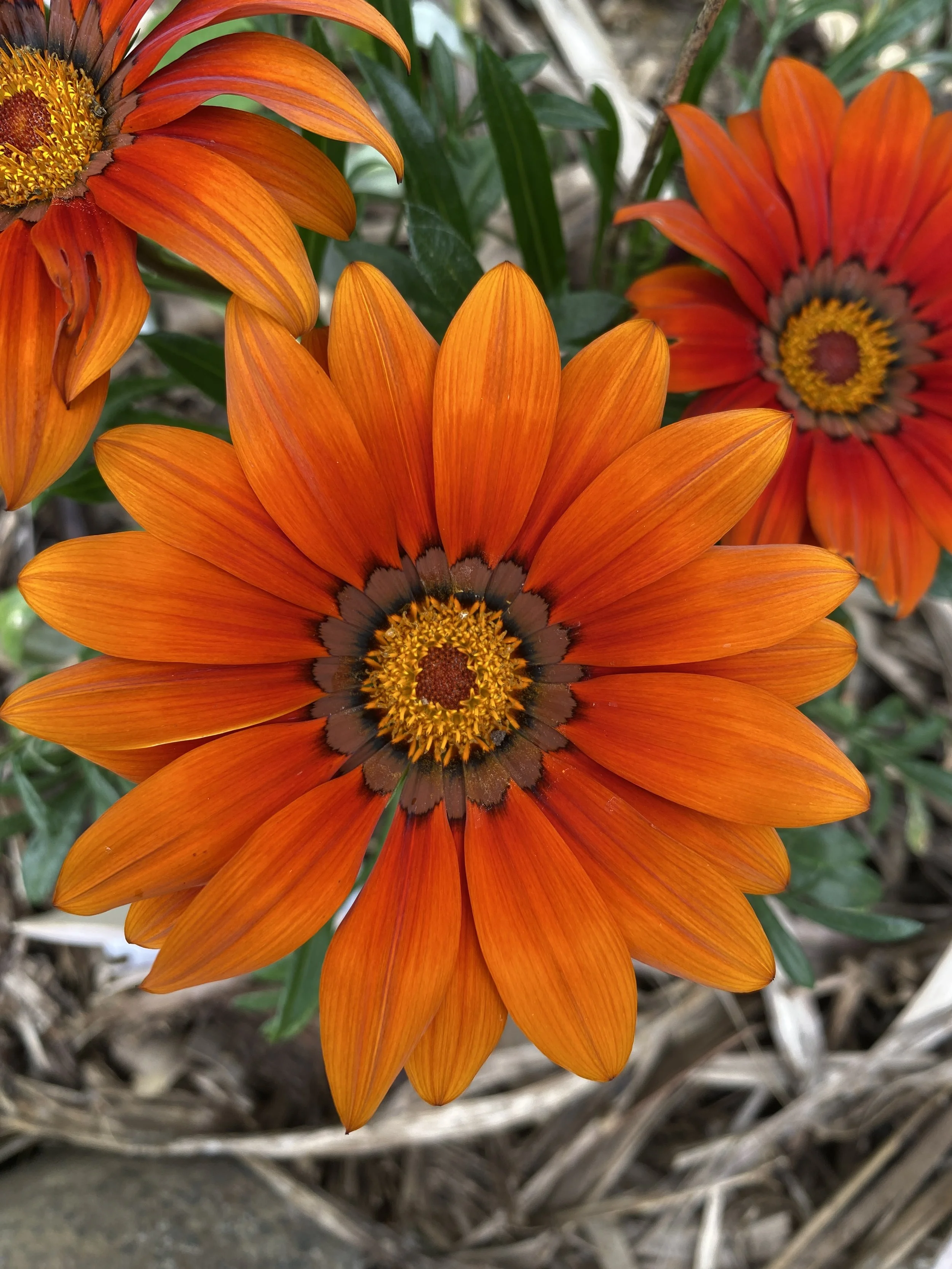 Sunloving ’Gazania’ flowers for a very long time and is an excellent groundcover.