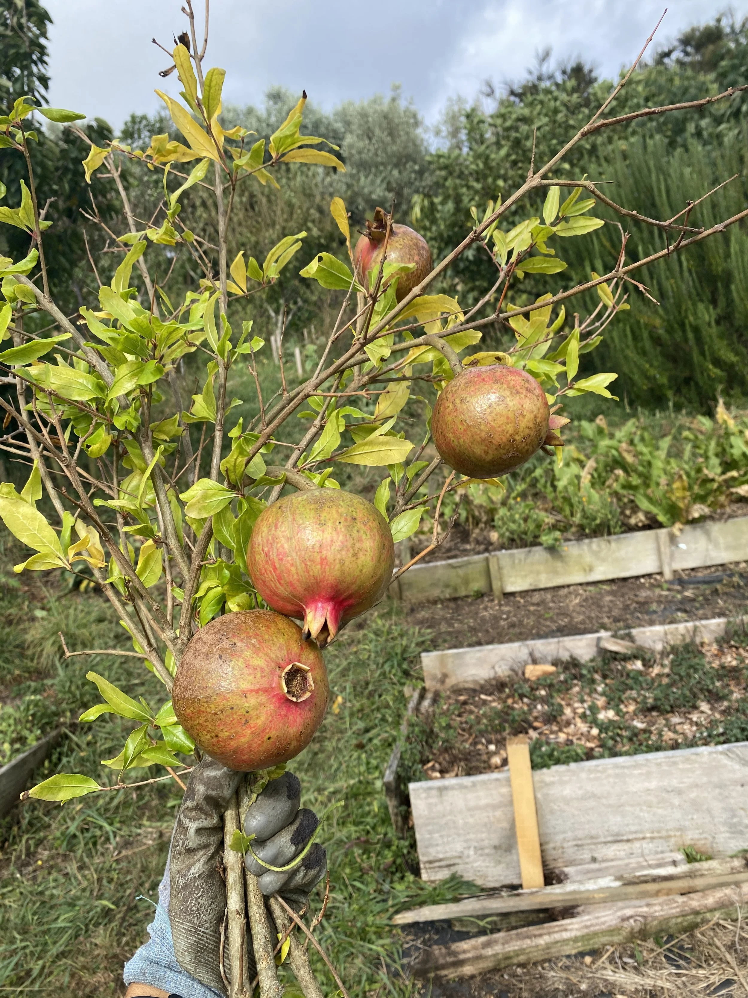 Pomegranate harvest