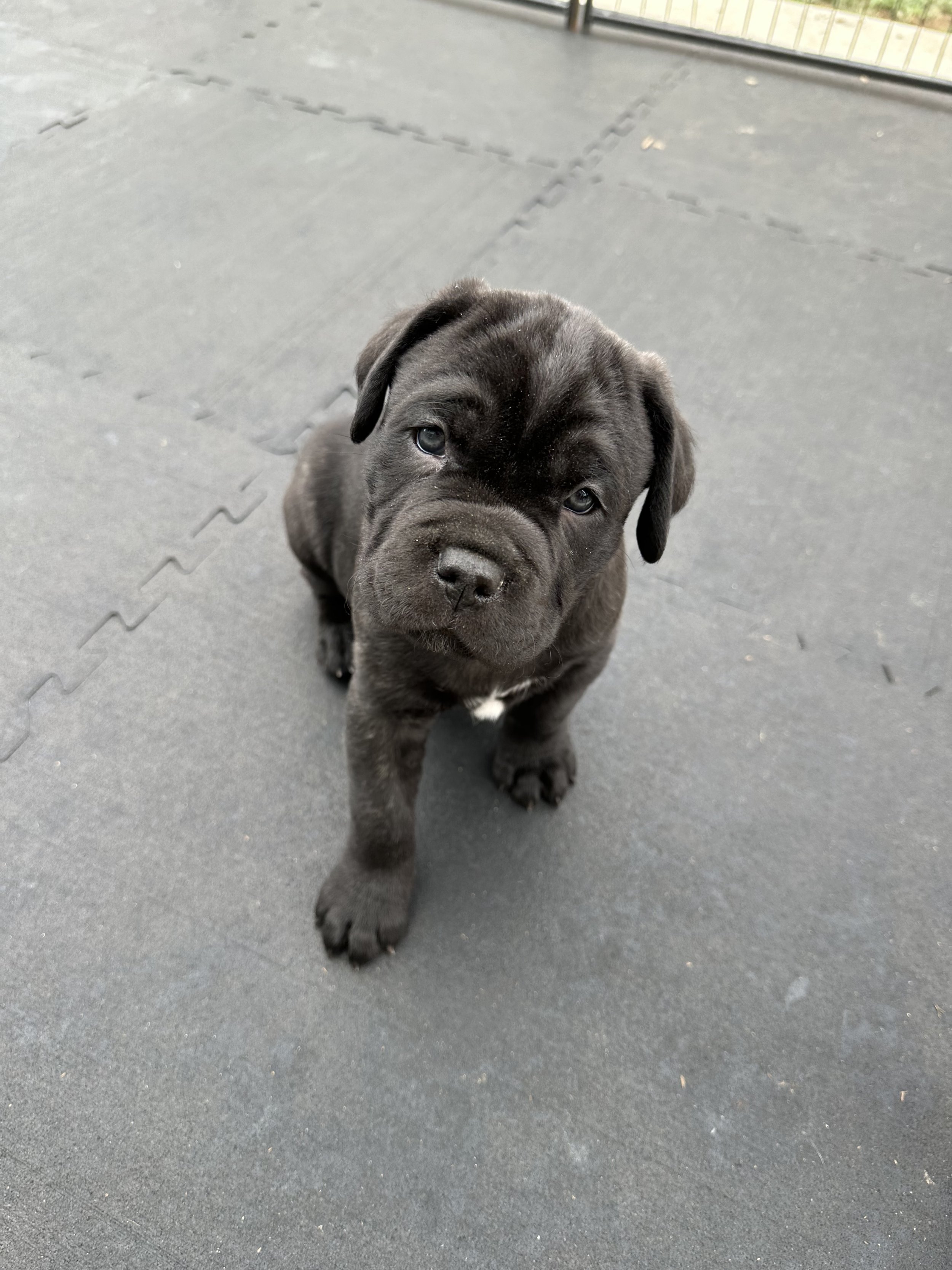 Black Brindle Male - SOLD