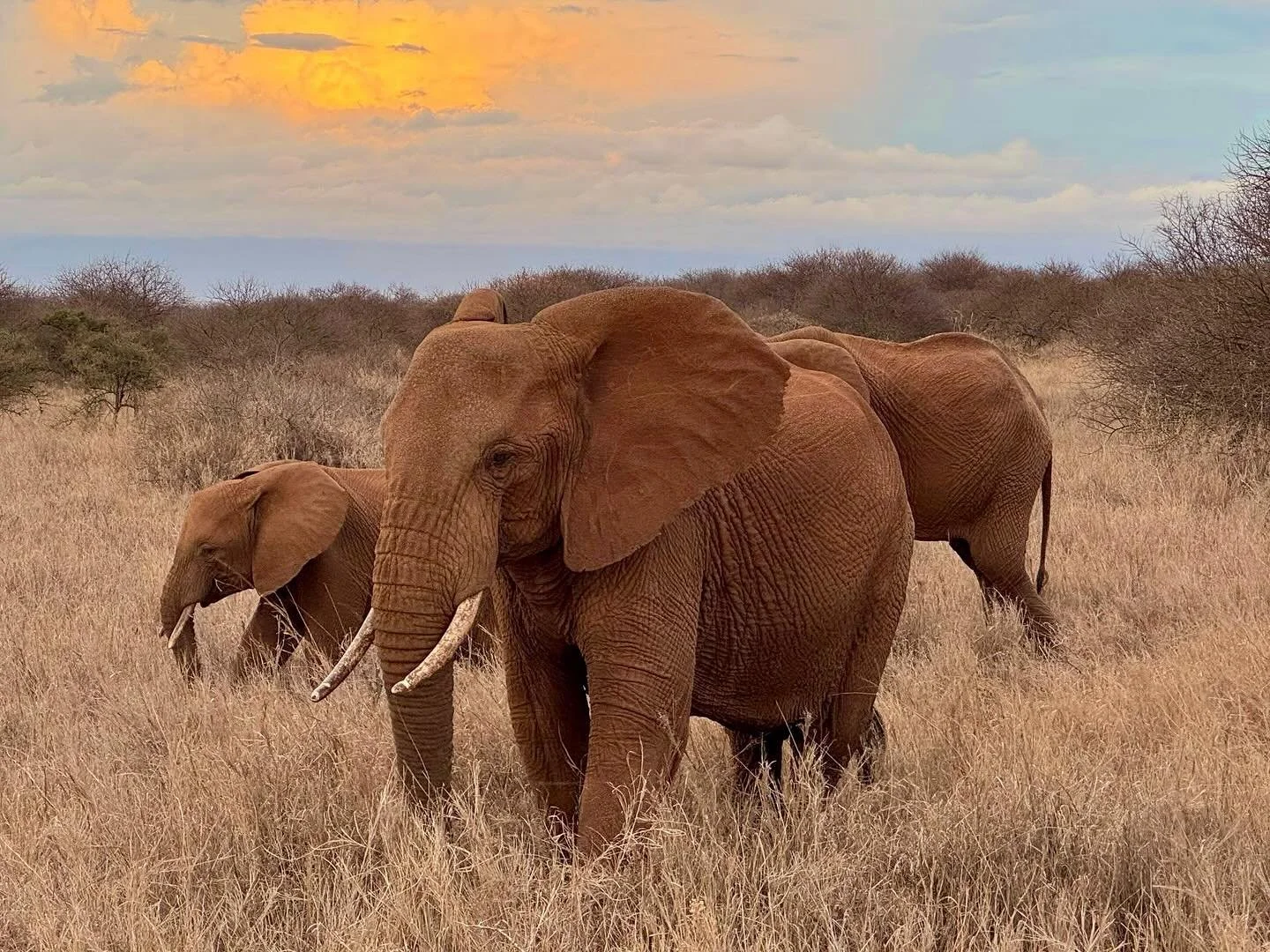 We were incredibly blessed to witness some beautiful wildlife in Samburu National Park 🐘🐘🦁

#kenya #travel #adventure #experience