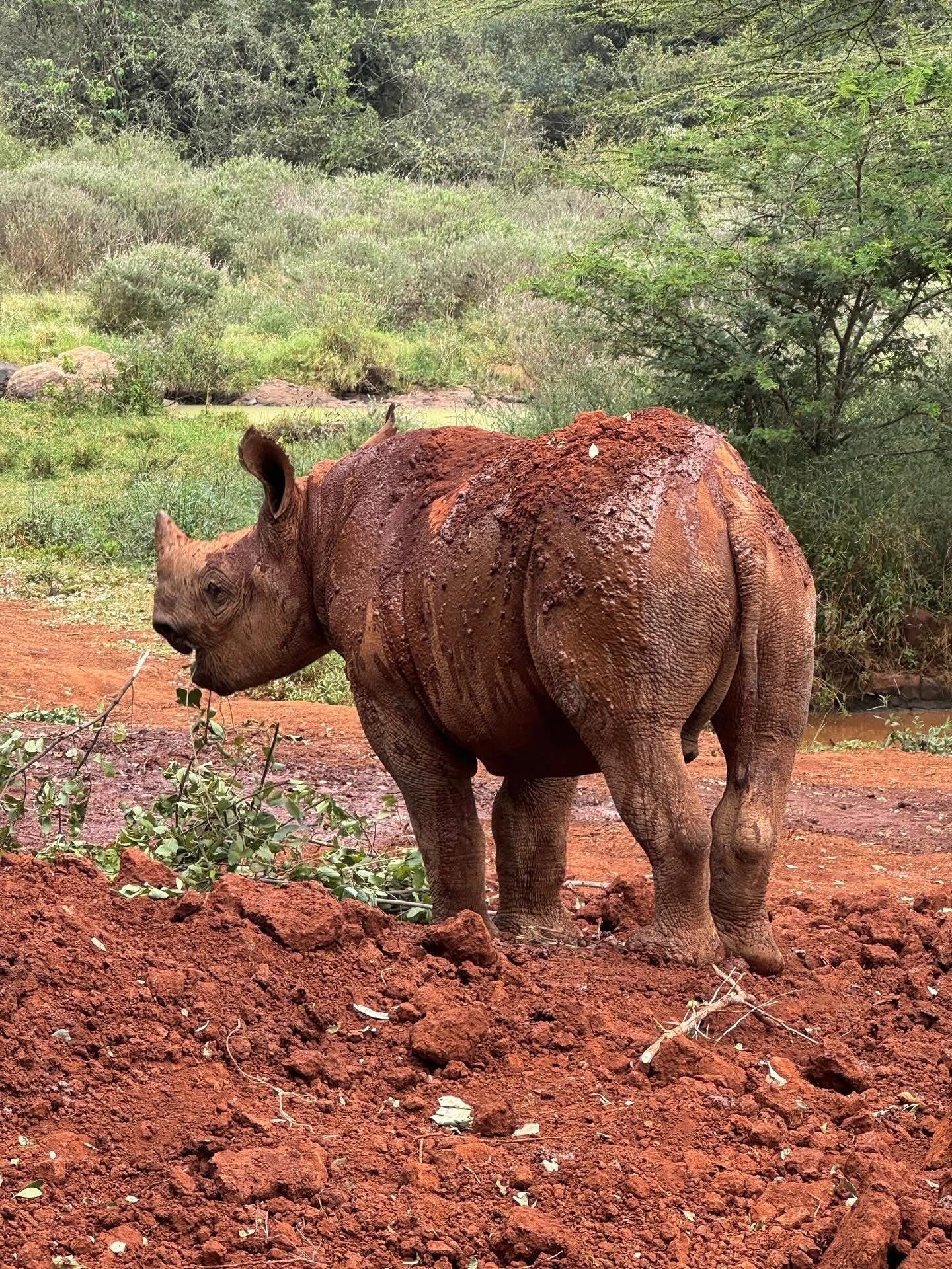 It was so amazing to witness the incredible work done at the @sheldricktrust today! 

@travel_with_hamilton just had to sponsor this little (big) Rhino 🦏

It&rsquo;s an honour to contribute to the ongoing welfare of these incredible animals🙏

#keny
